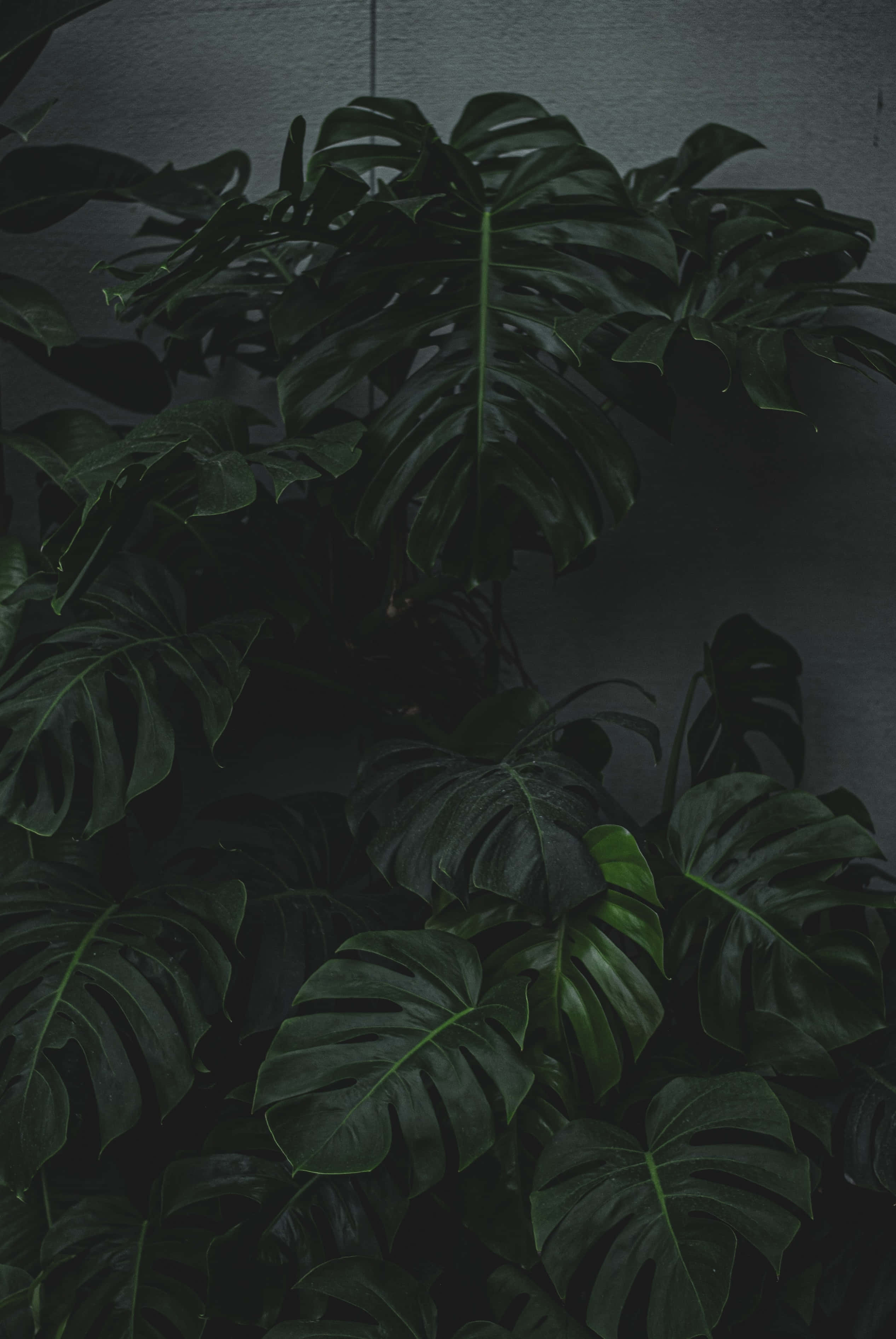 monstera leaves, muted gray wall, deep shadow, 2K Phone Wallpaper