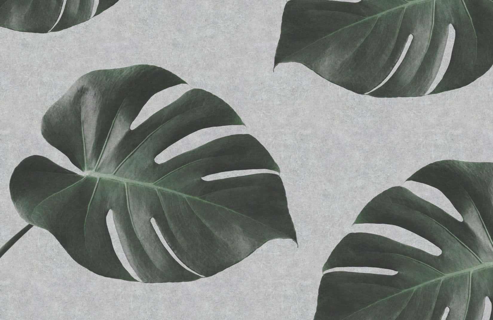 Monstera Leaf, black and white illustration, deep green veins, HD Desktop Wallpaper