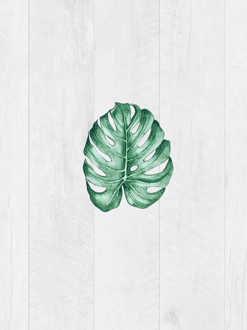 monstera leaf, white wooden plank, clean, SD Phone Wallpaper