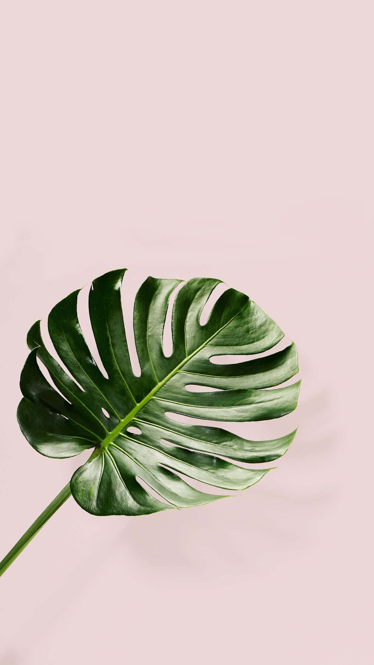 Monstera Leaf, vibrant green, soft pink, Full HD Phone Wallpaper
