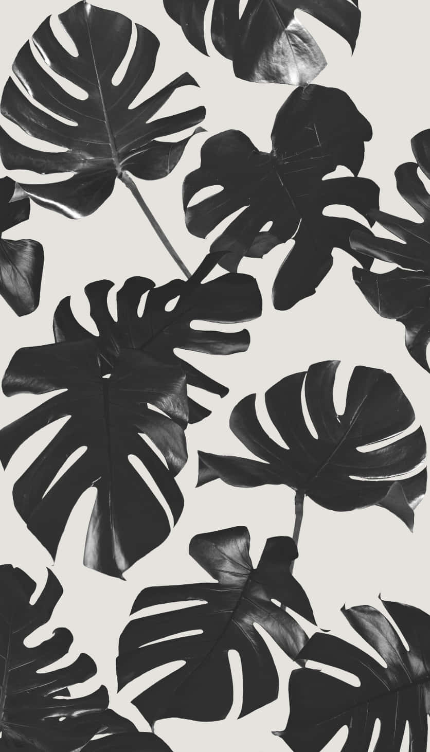 black monstera leaves, glossy highlights, soft off-white background, HD Phone Wallpaper
