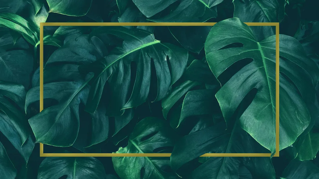 Monstera Wallpapers