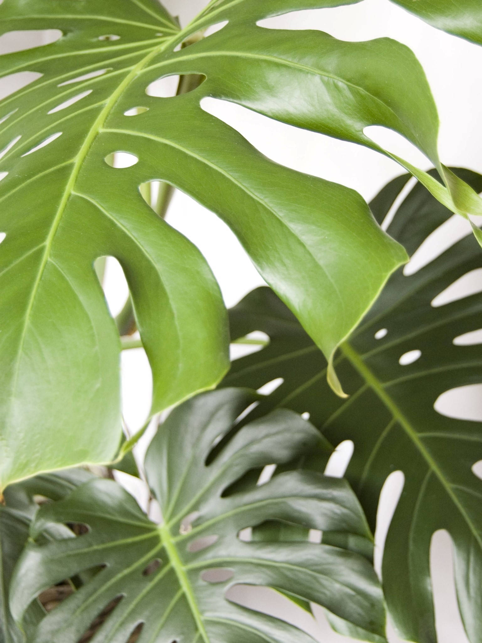 vibrant green monstera, natural holes, glossy texture, Full HD Phone Wallpaper