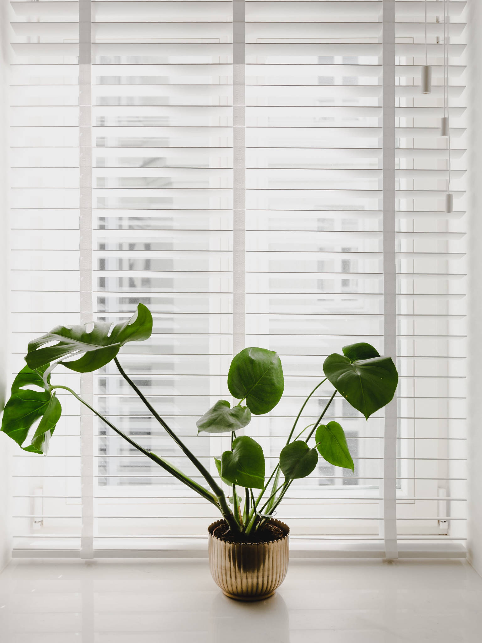 Monstera, gold ribbed pot, white windowsill, Full HD Phone Wallpaper