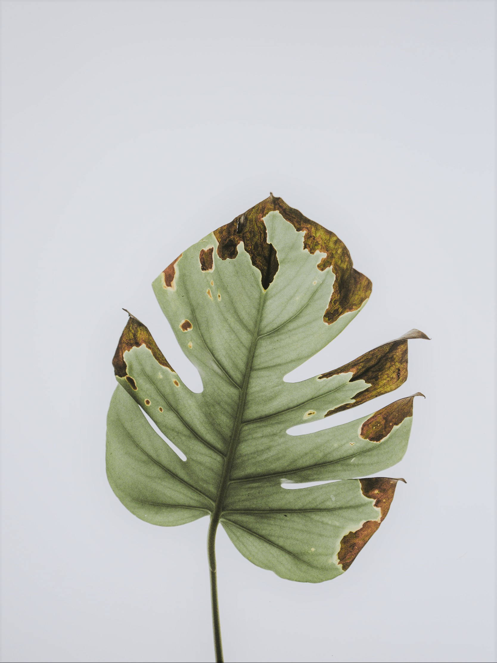 monstera, withered, brown decayed edges, Full HD Phone Wallpaper