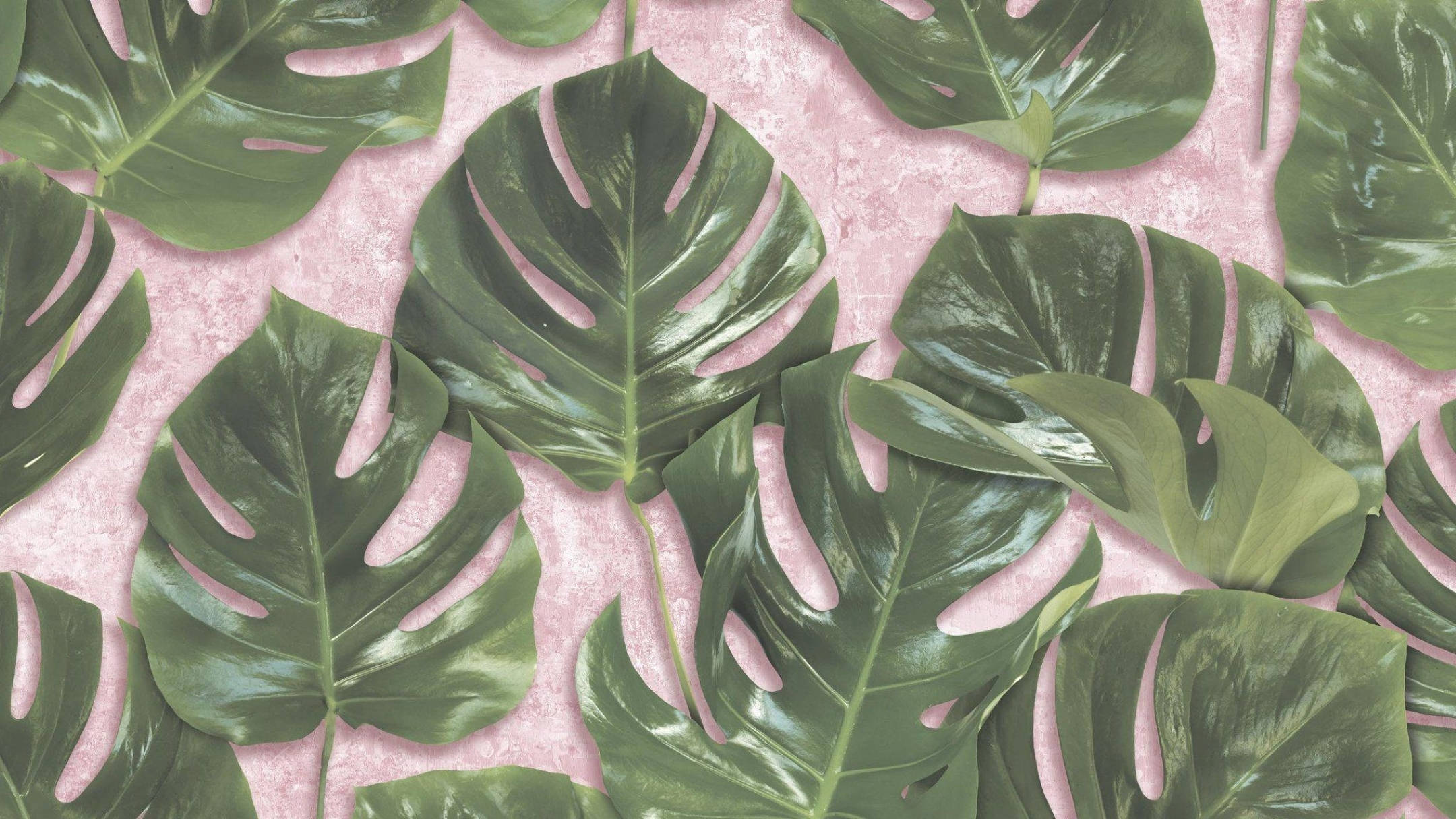 Monstera leaves, pink surface, vibrant green, Full HD Desktop Wallpaper