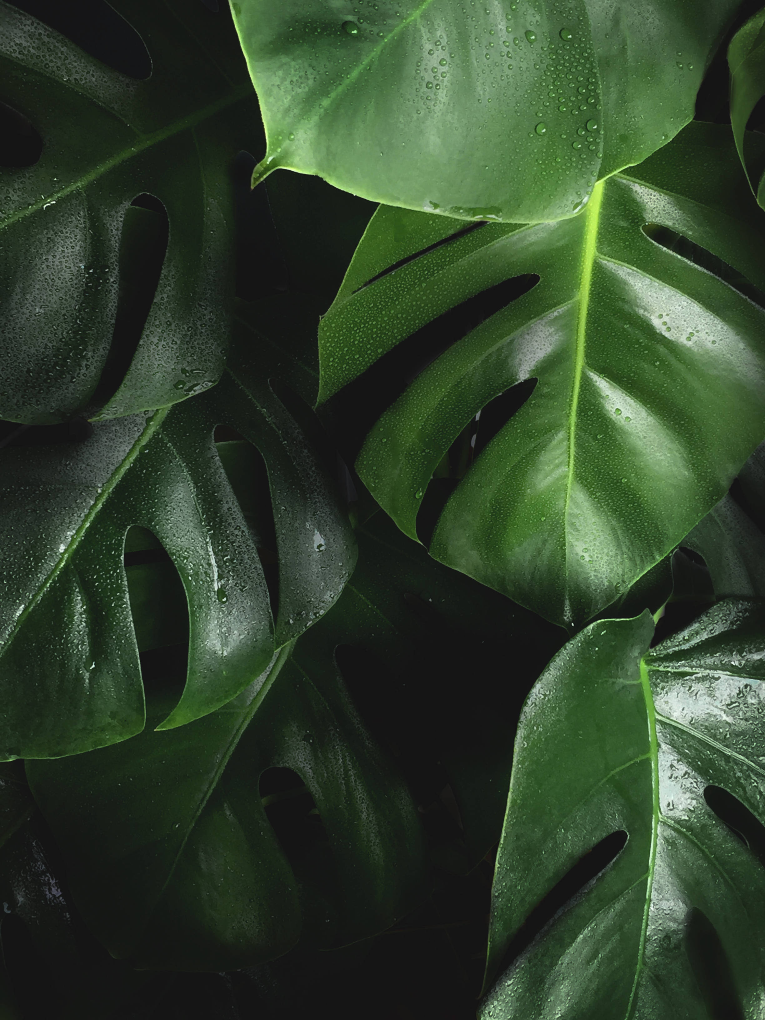 dark green monstera, glossy monstera leaves, water droplets, 2K Phone Wallpaper