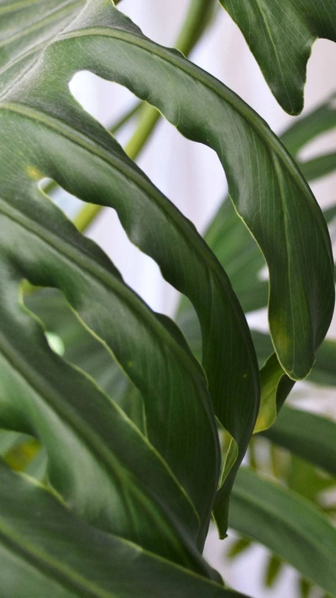 Monstera, leaf edges, lush green, Full HD Phone Wallpaper