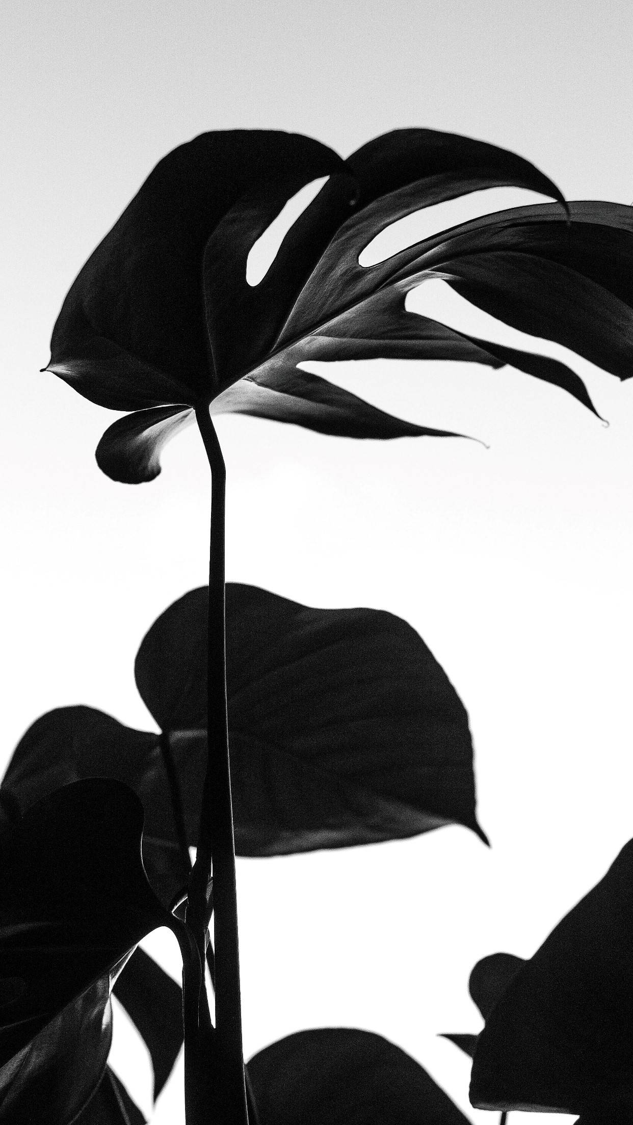 Black Monstera Leaves, stark black, bright white background, Full HD Phone Wallpaper