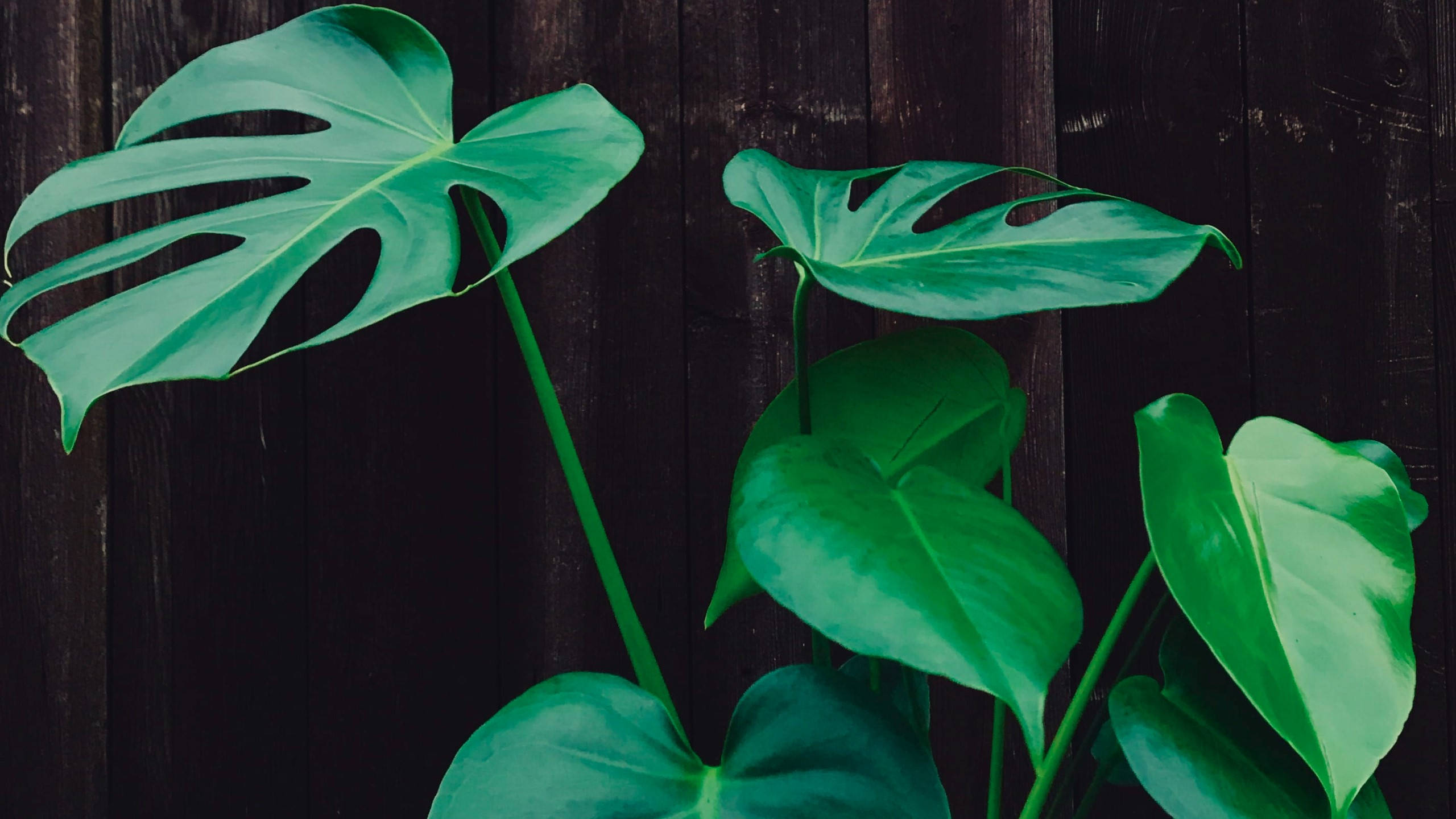 glossy monstera plants, vibrant green monstera leaves, natural splits, 2K Desktop Wallpaper