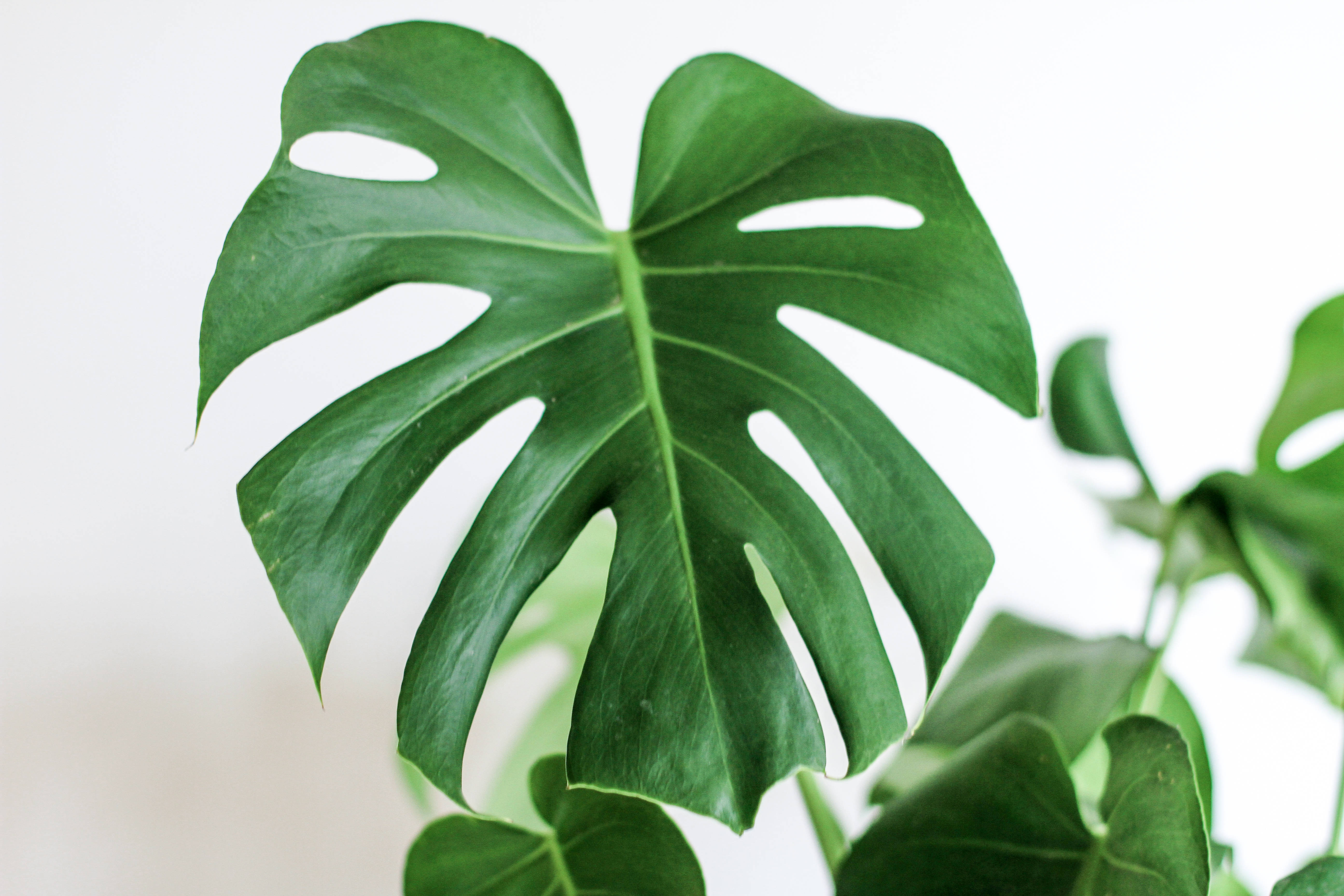 Monstera, vibrant green, natural splits, 5K Desktop Wallpaper