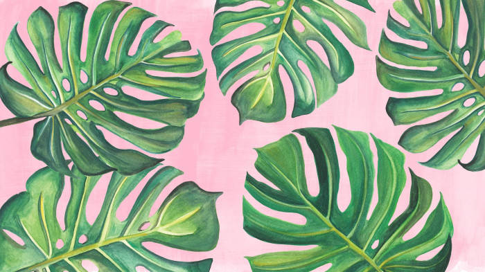 pink backdrop, monstera leaves, vibrant green, SD Desktop Wallpaper