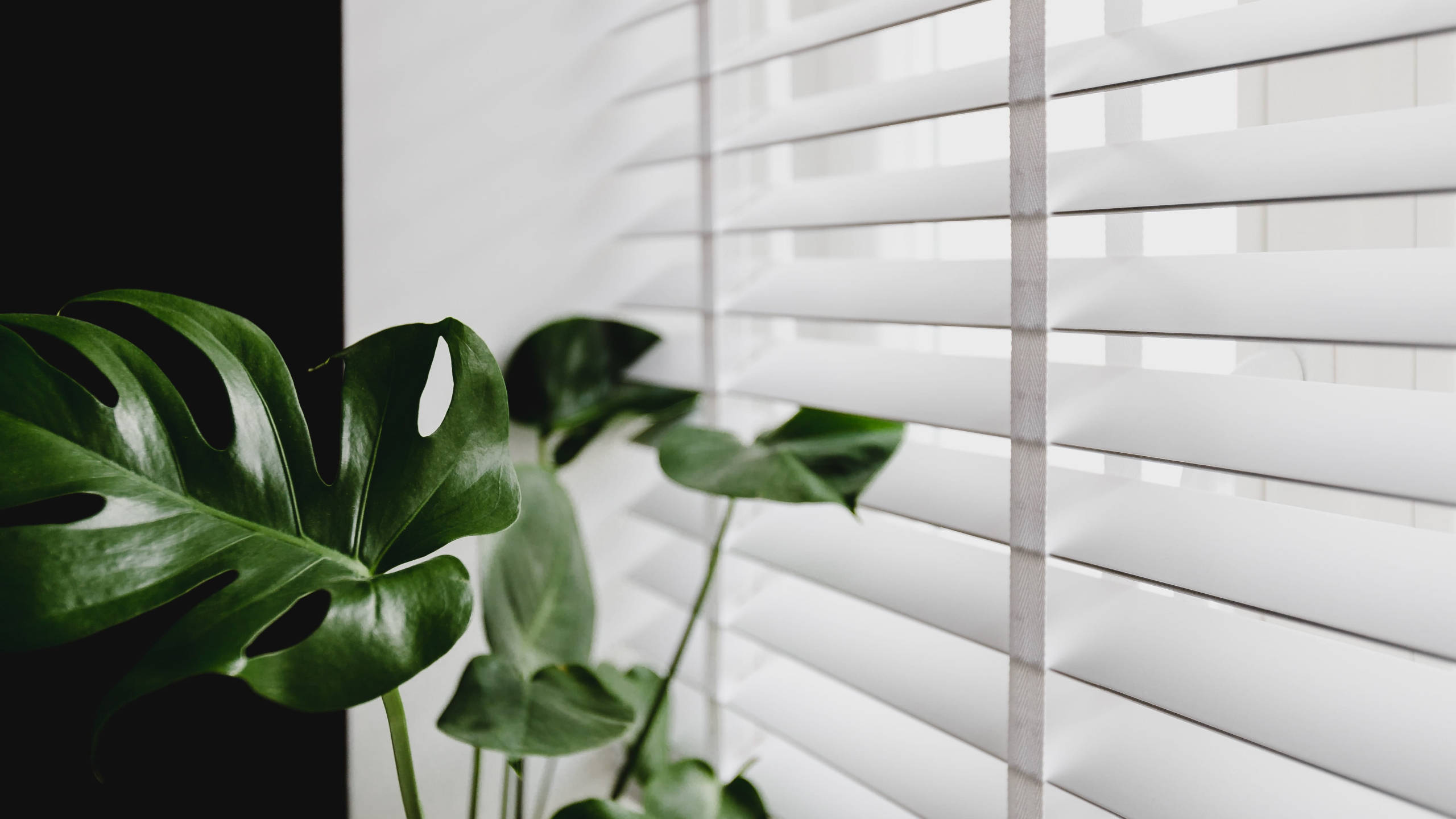 Monstera plant, white horizontal blinds, soft natural light, 2K Desktop Wallpaper