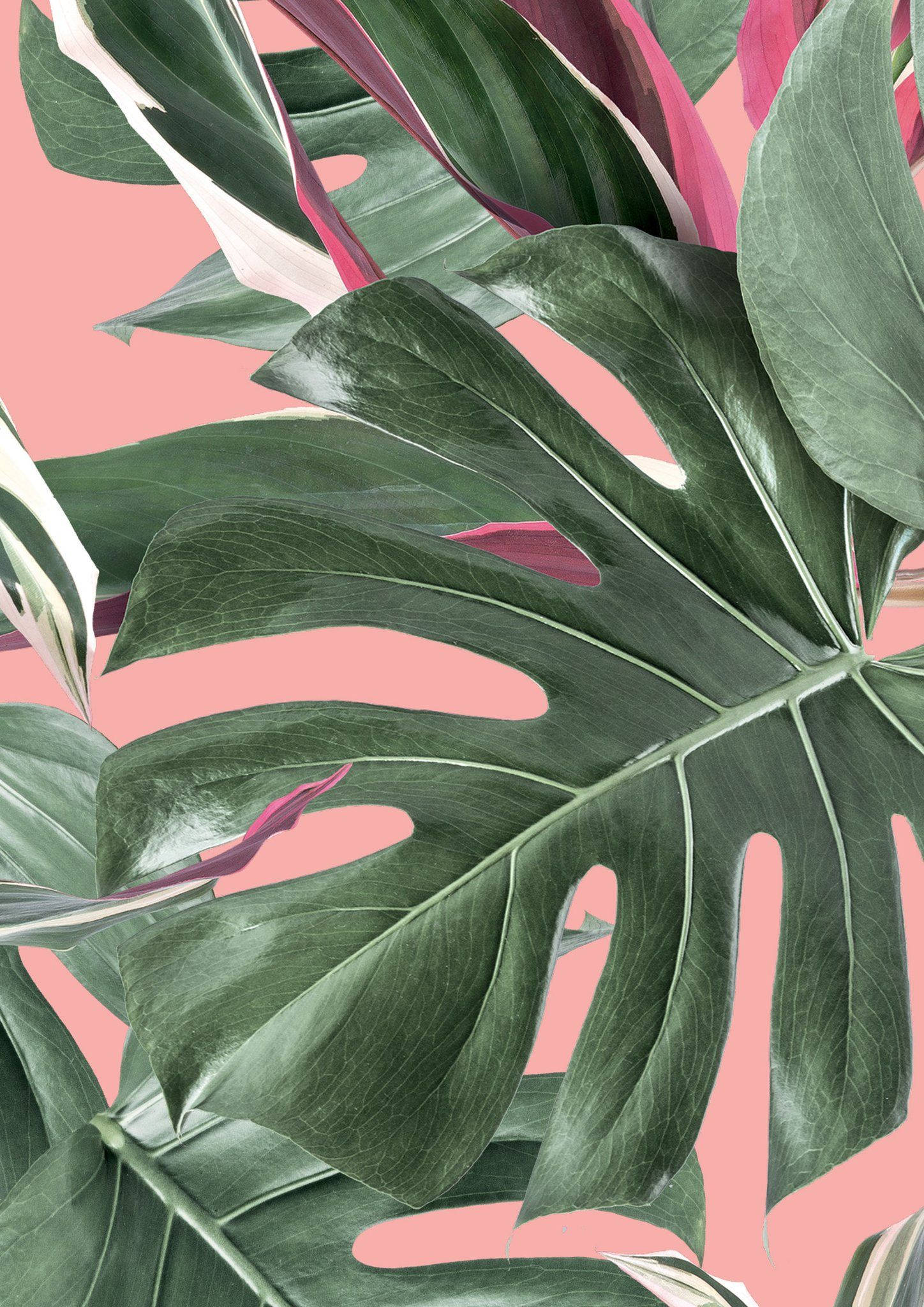 Monstera, pink, white, Full HD Phone Wallpaper
