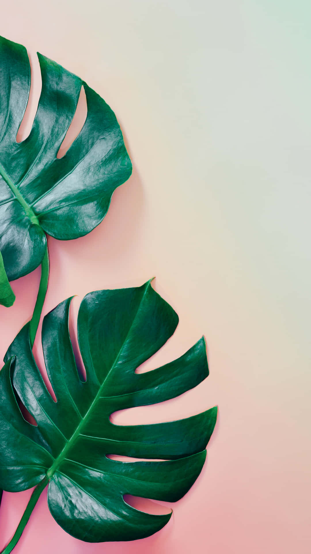 Monstera, pink to mint gradient, glossy monstera leaves, Full HD Phone Wallpaper