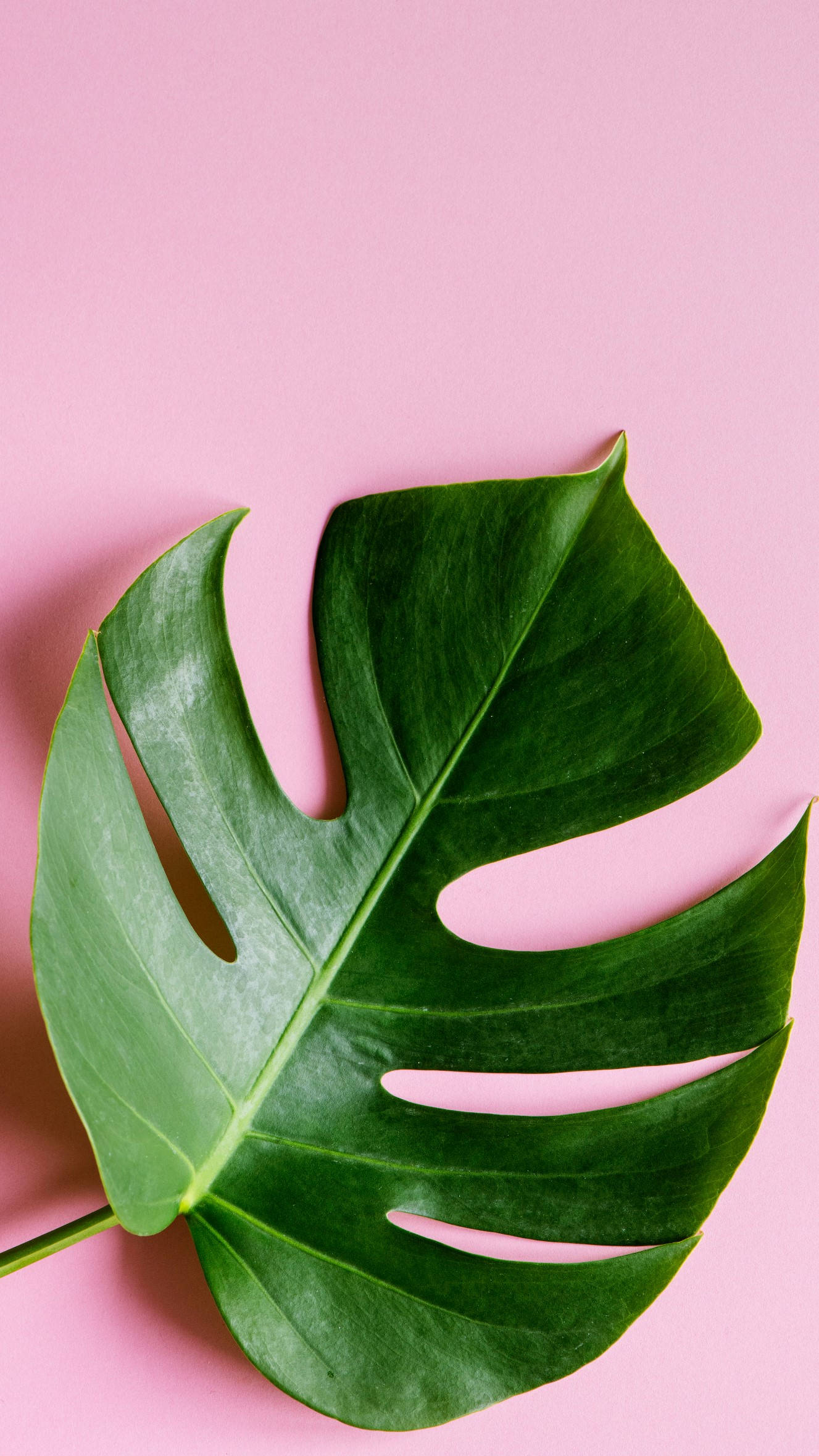 monstera leaf, vibrant green, natural splits, Full HD Phone Wallpaper