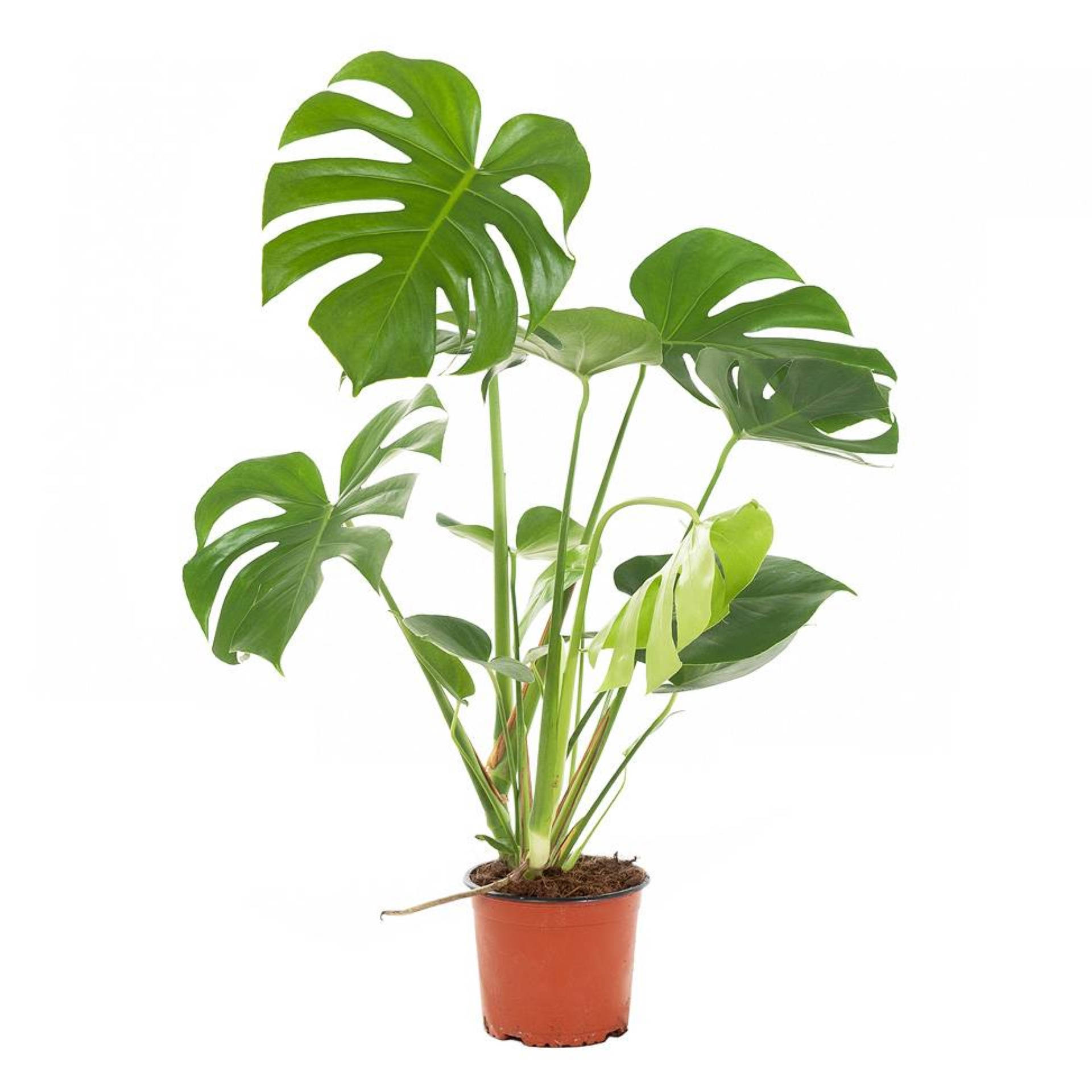 Monstera plant, fenestrated leaves, terracotta pot, Full HD Desktop Wallpaper