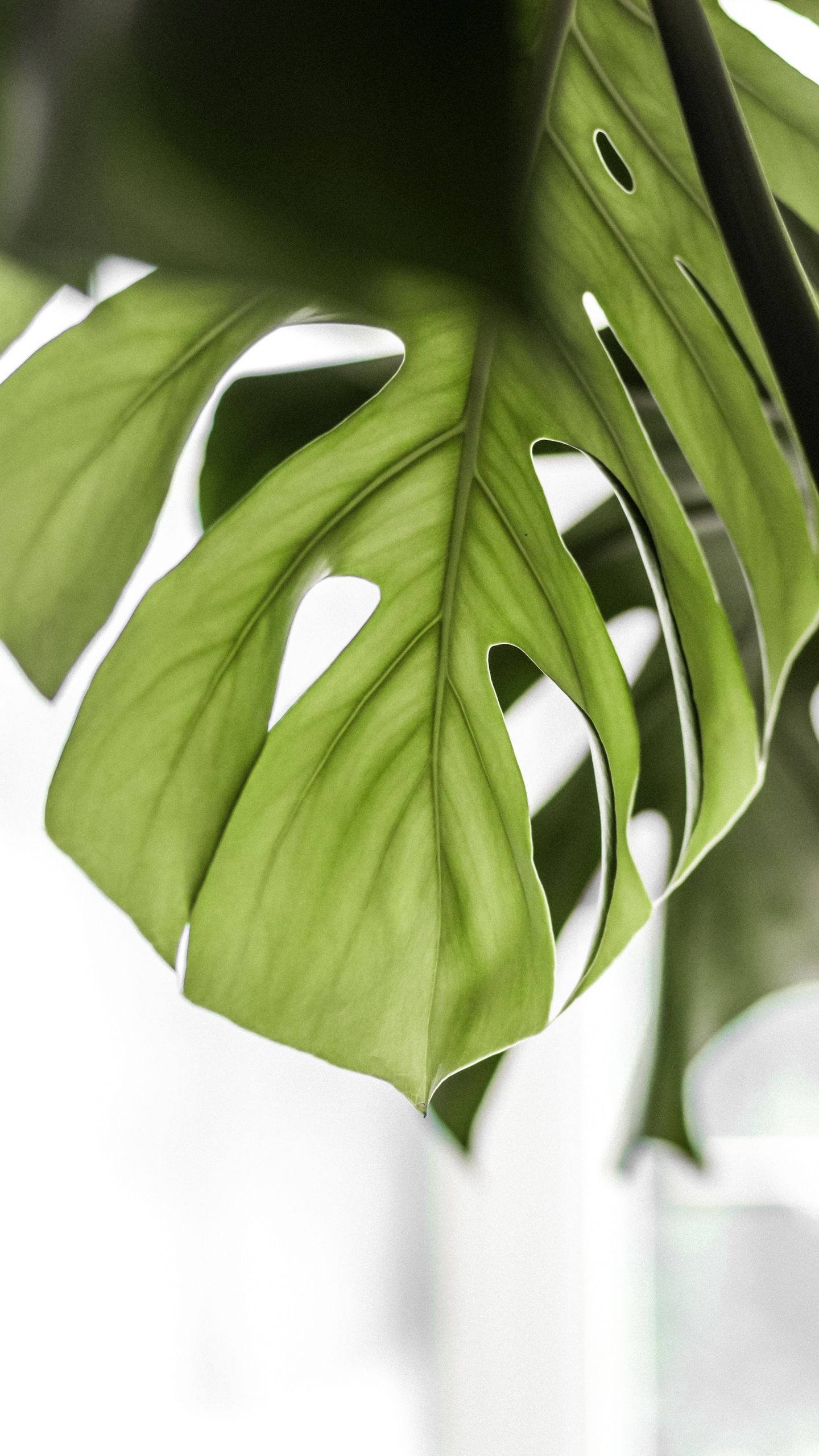 Monstera, vibrant green, natural splits, 2K Phone Wallpaper