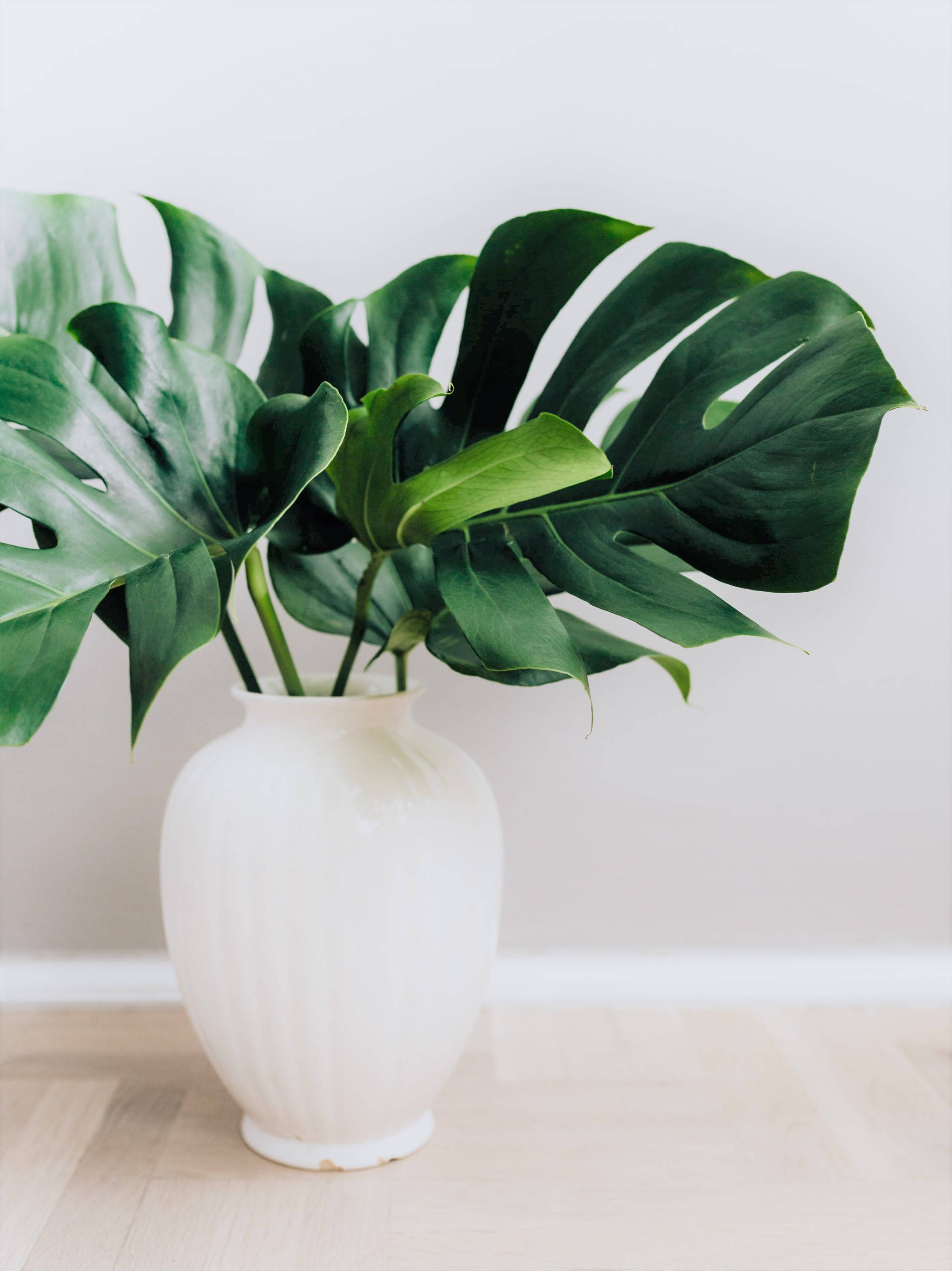 Monstera, white ceramic vase, light wooden floor, 2K Phone Wallpaper