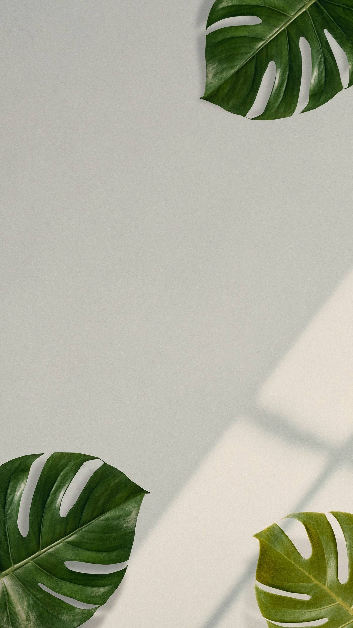 monstera leaf, pale gray wall, minimalist botanical arrangement, Full HD Phone Wallpaper