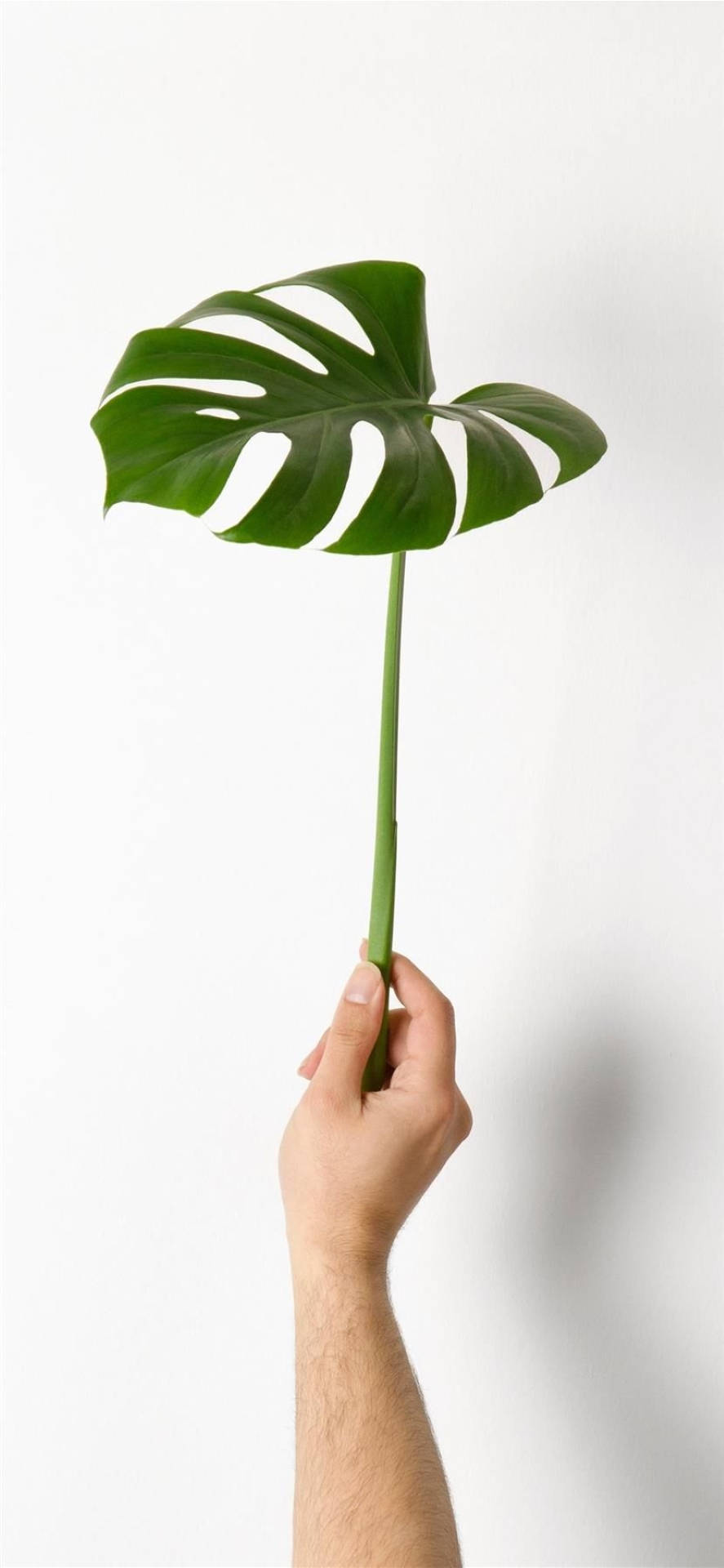 monstera leaf, vibrant green, stark white background, Full HD Phone Wallpaper