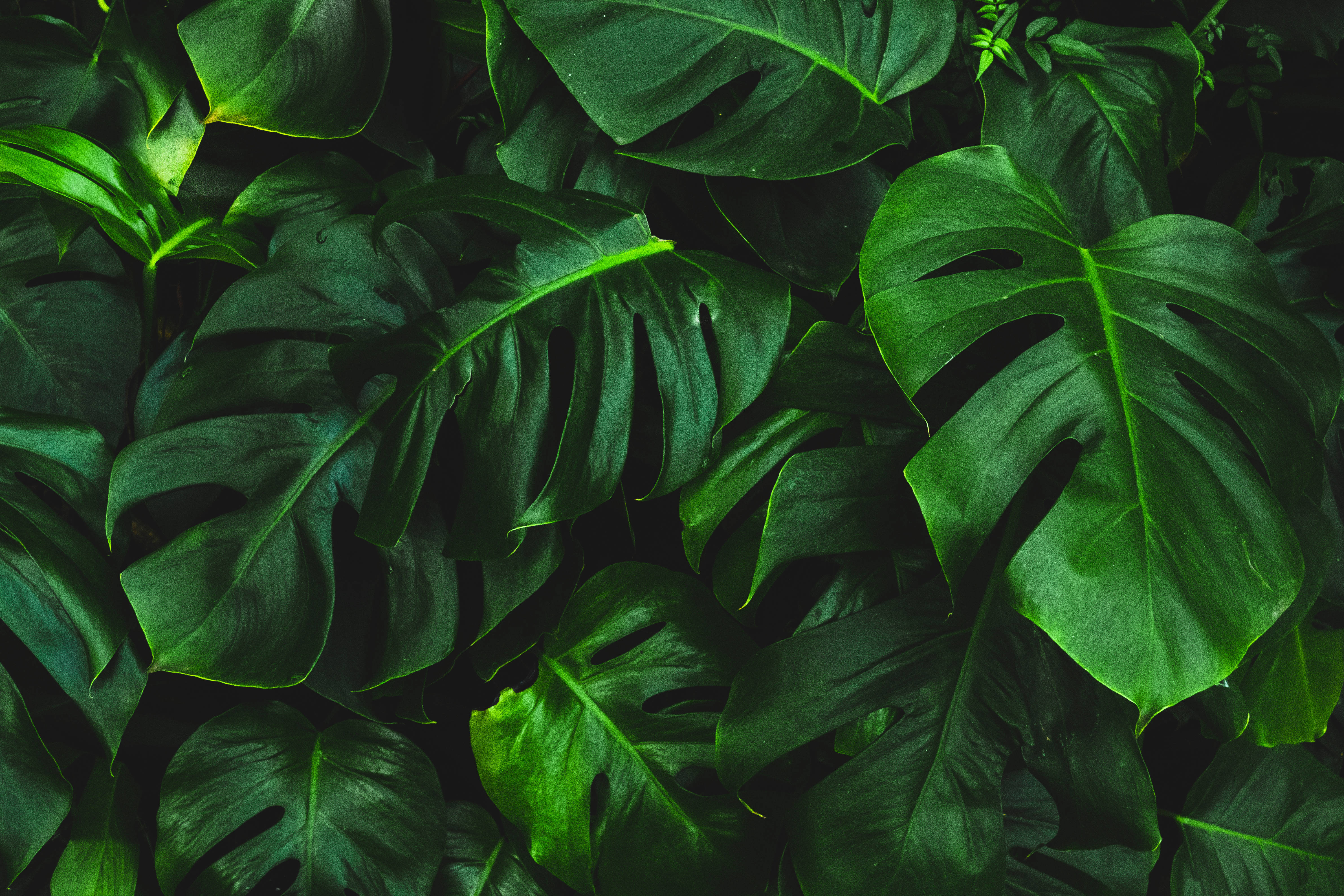 vibrant green monstera plant, glossy monstera leaves, deep emerald tones, 4K Desktop Wallpaper