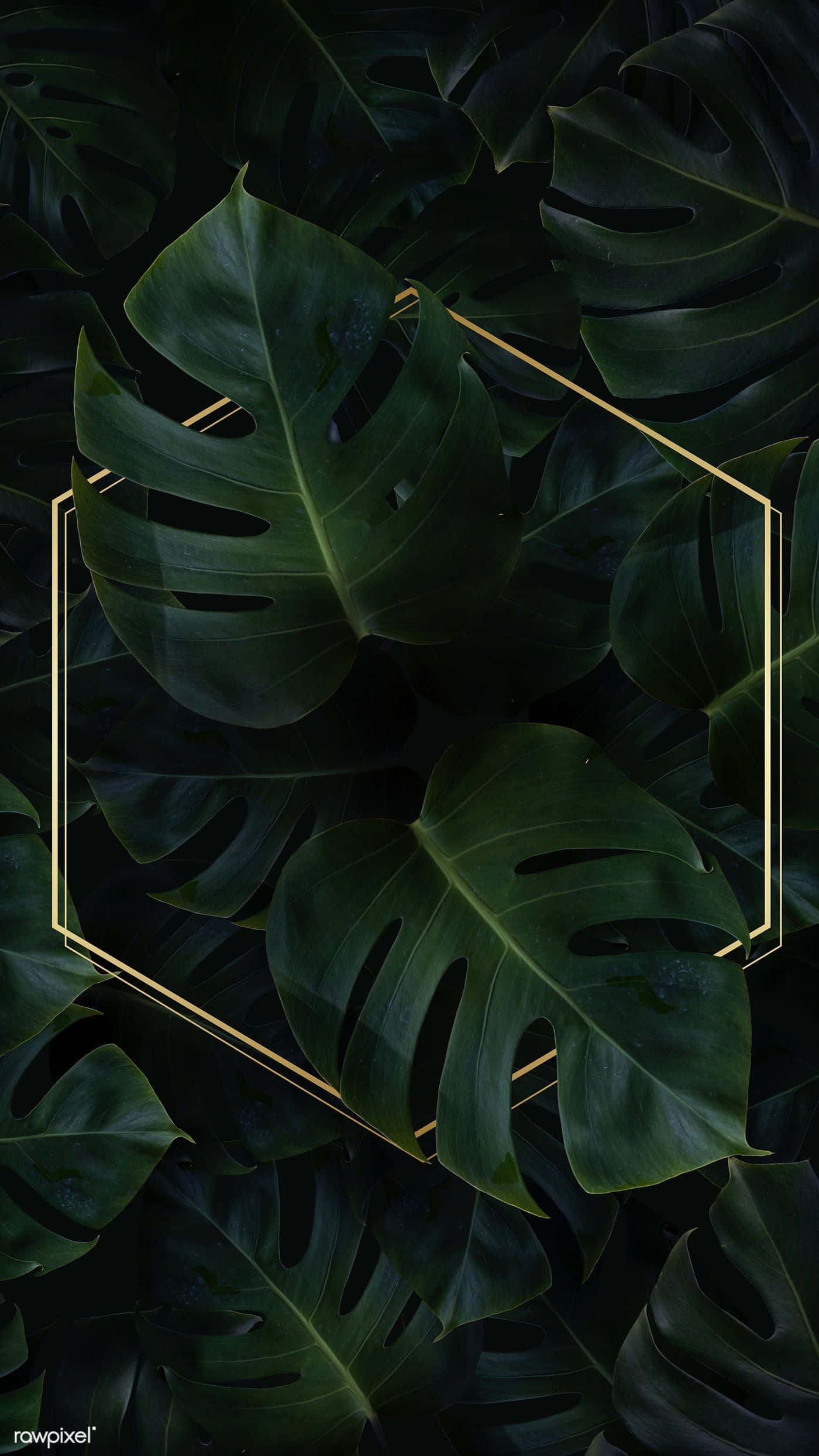 Monstera, golden hexagonal frame, dark monstera leaves, Full HD Phone Wallpaper