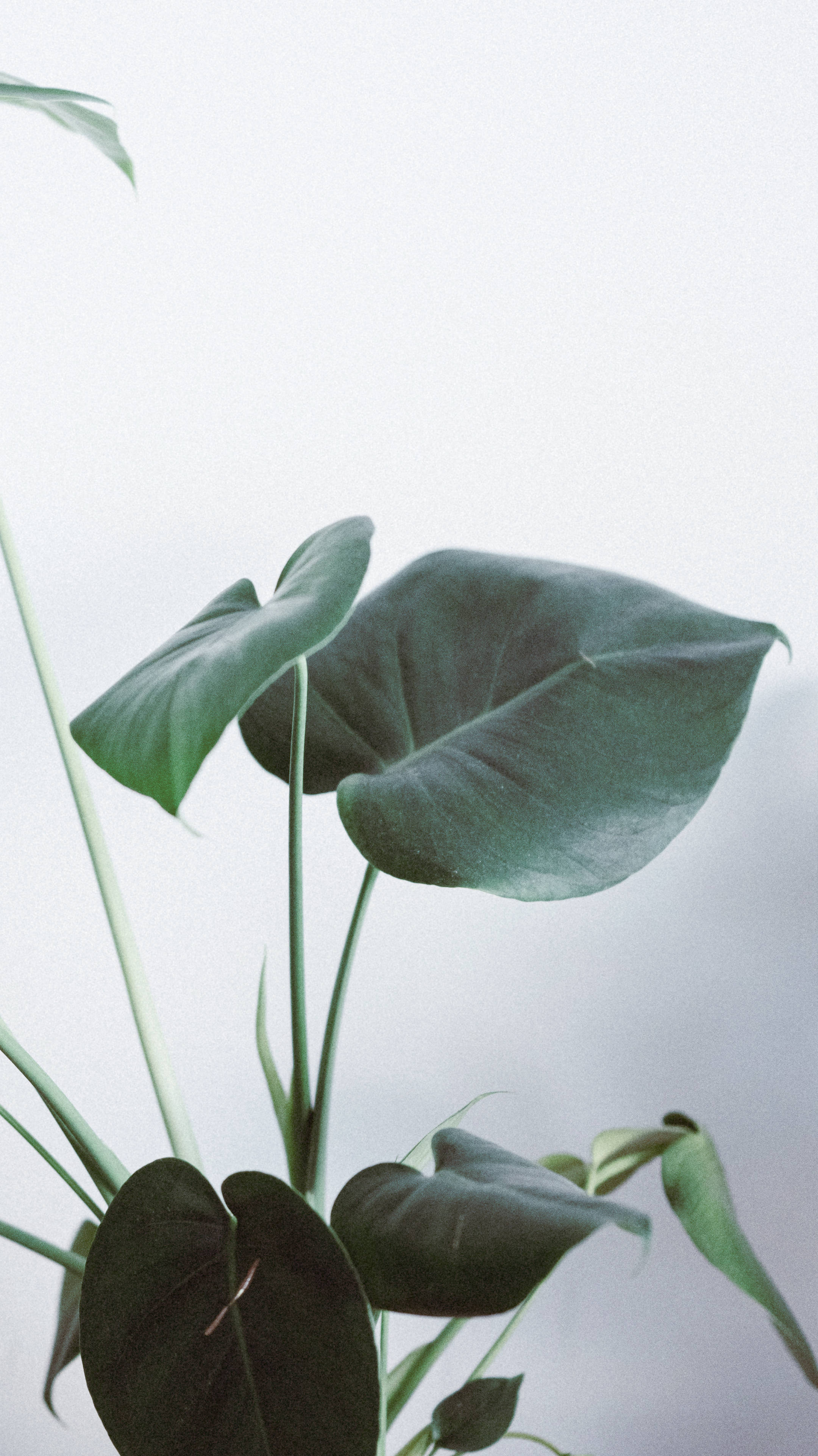 Monstera, glossy green leaves, tropical plant, 4K Phone Wallpaper