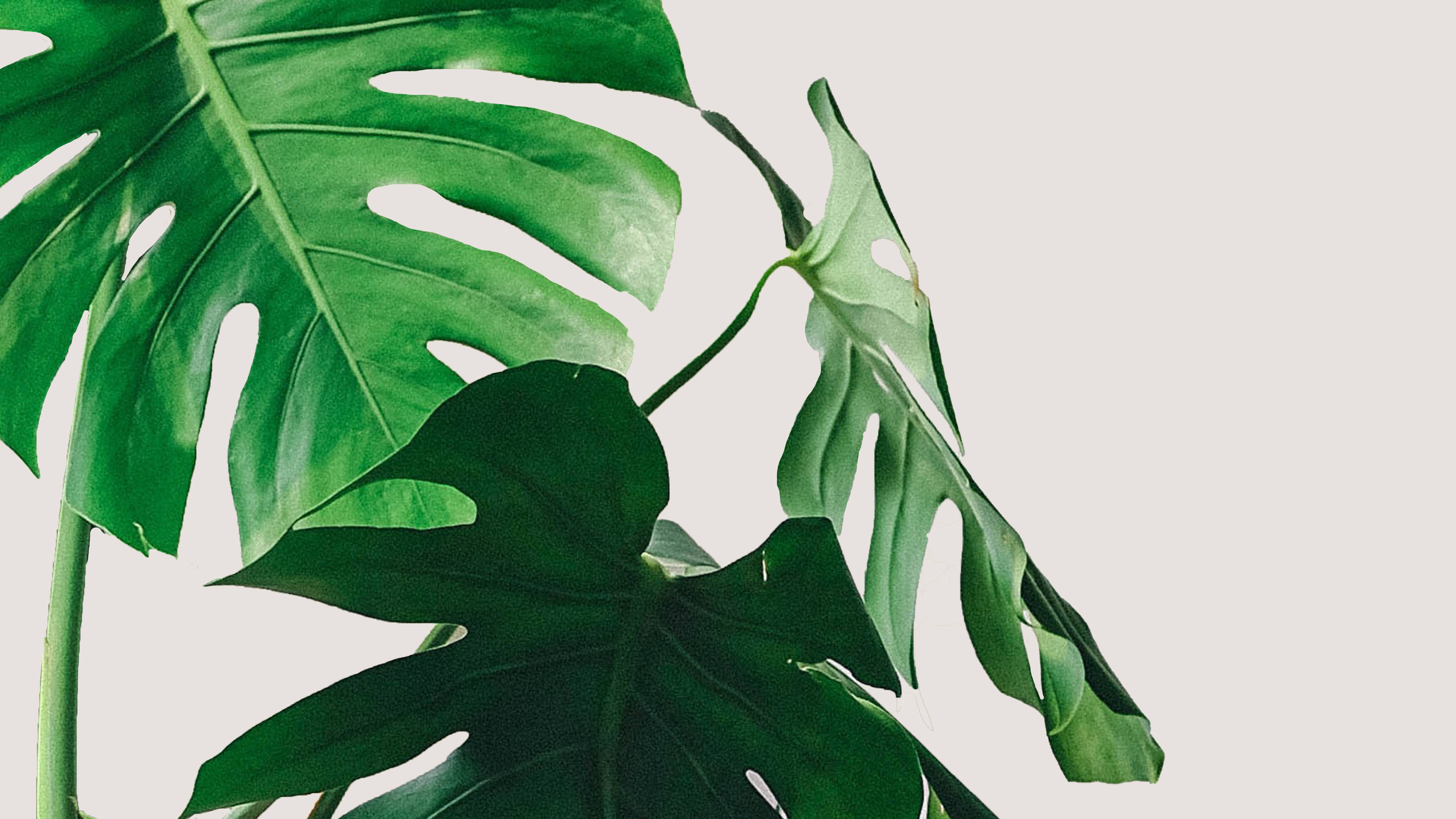 Monstera, vibrant green, natural holes, 4K Desktop Wallpaper