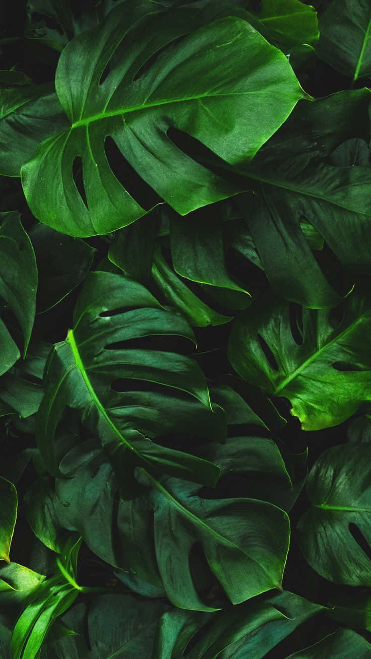 Monstera, yellow green, glossy texture, HD Phone Wallpaper