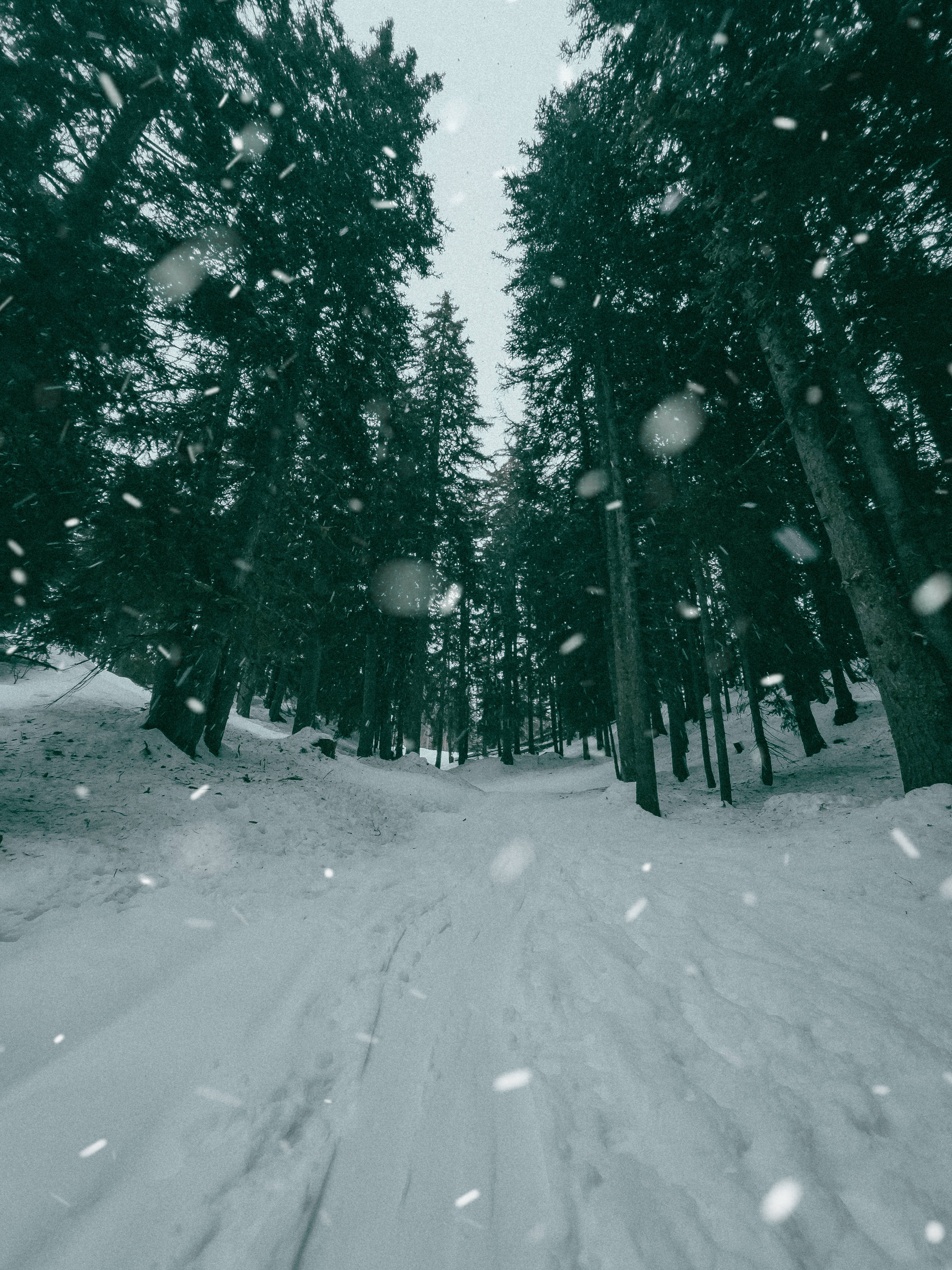 snowy pine trees, Montana, forest path, 4K Phone Wallpaper