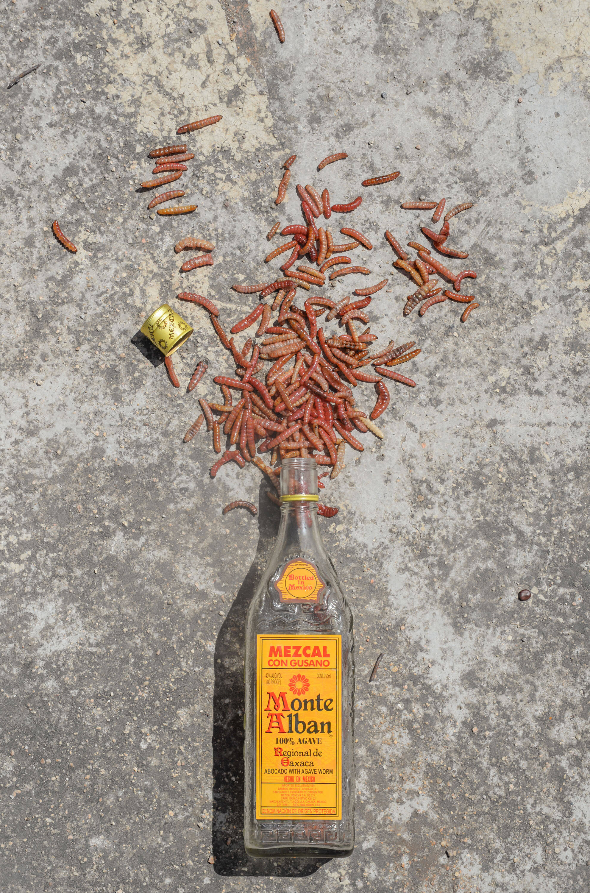Monte Alban, mezcal bottle, red worms, 2K Phone Wallpaper