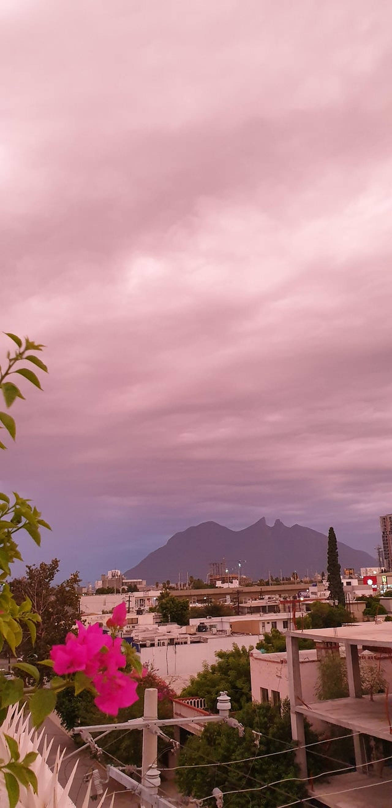 Monterrey, pink bougainvillea, rooftop view, 2K Phone Wallpaper