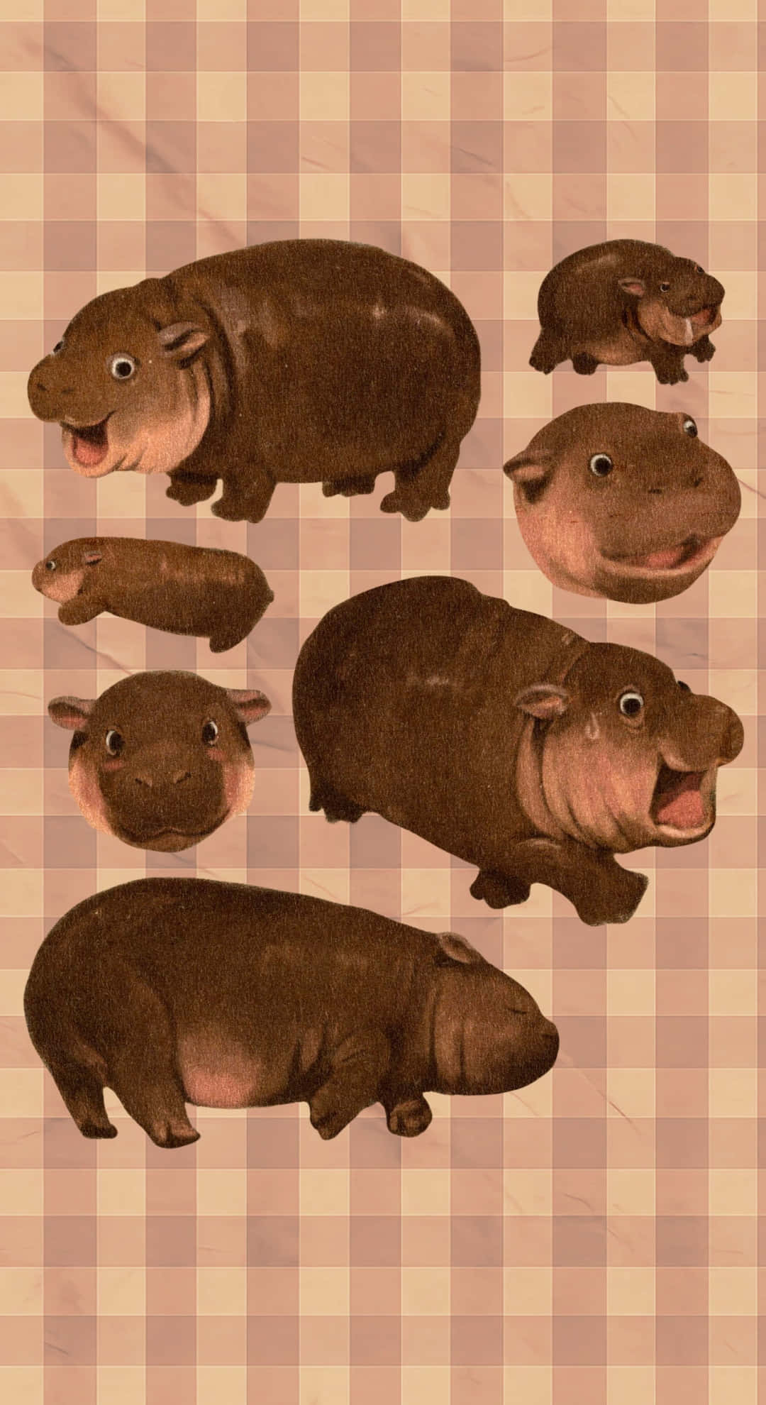 Moo Deng, hippo, brown, Full HD Phone Wallpaper