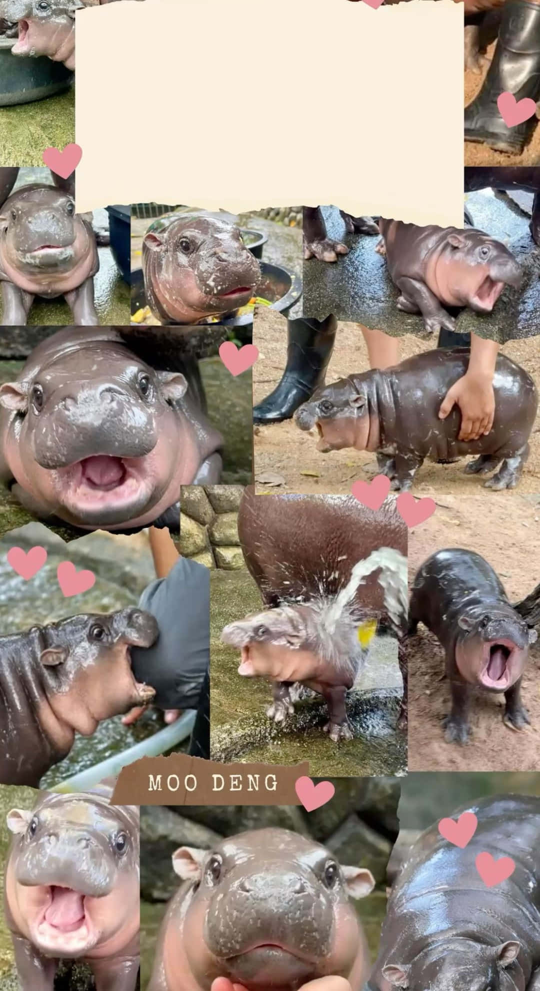 Moo Deng, baby hippos, pink hearts, Full HD Phone Wallpaper