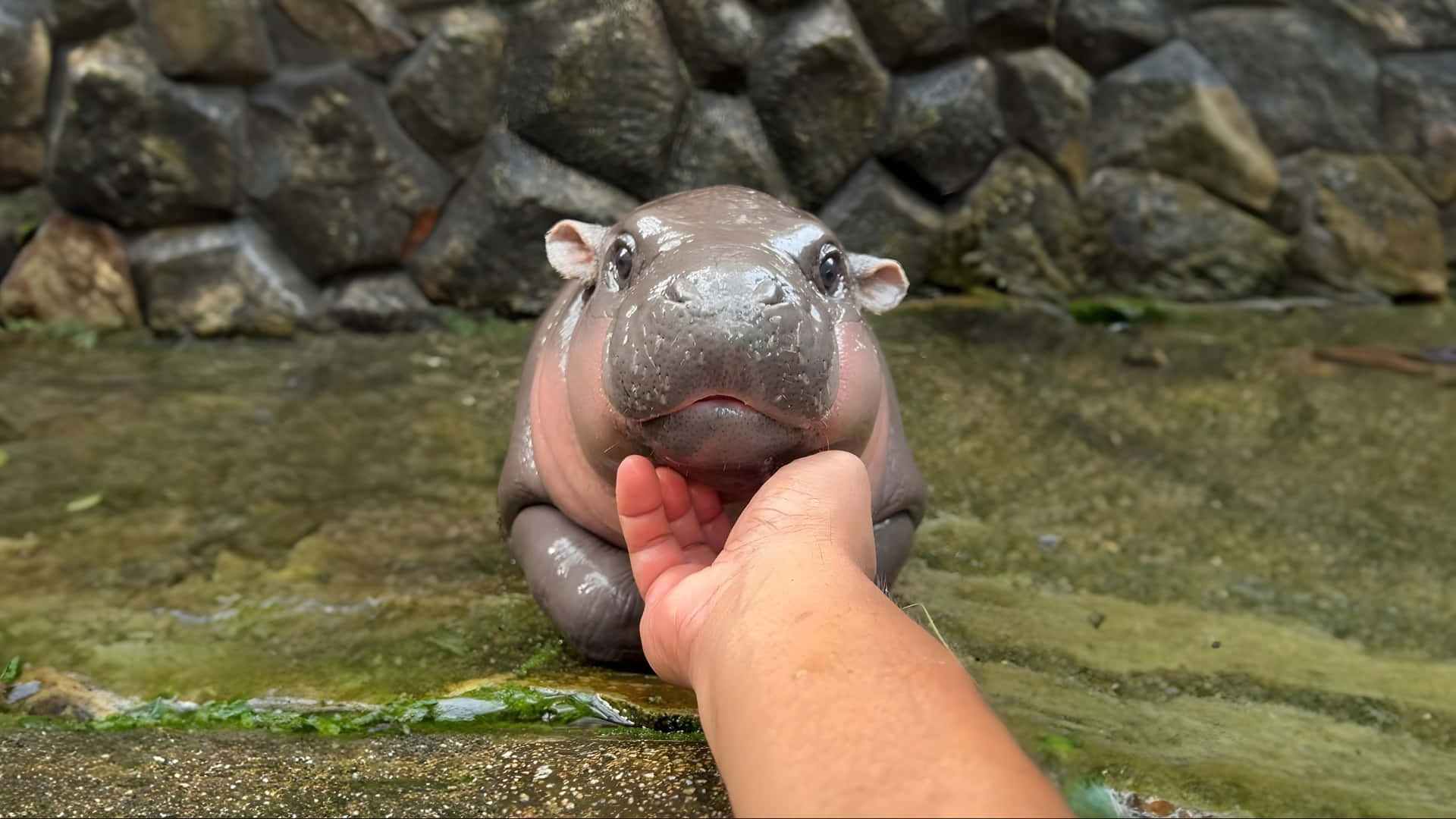Moo Deng, baby hippo, wet hippopotamus calf, Full HD Desktop Wallpaper