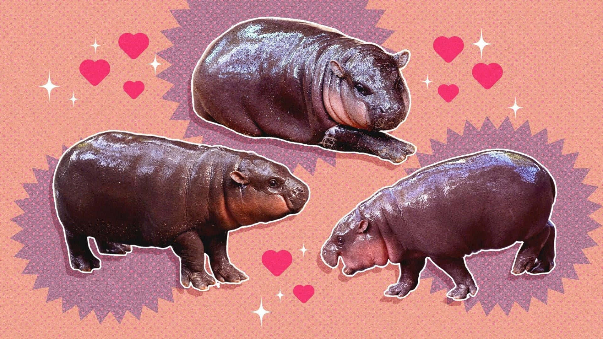 Moo Deng, hippo, pink dotted background, Full HD Desktop Wallpaper