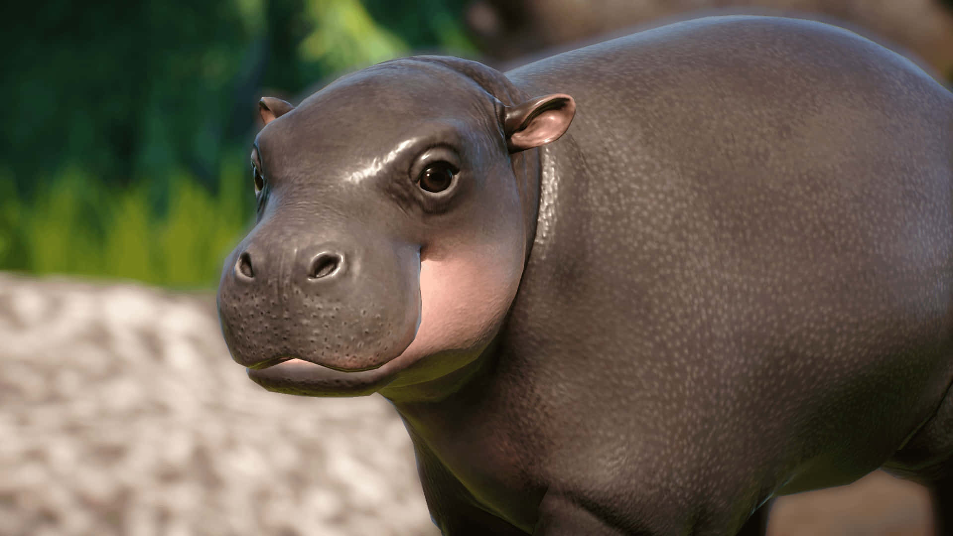 Moo Deng, baby hippo, wet gray skin, Full HD Desktop Wallpaper