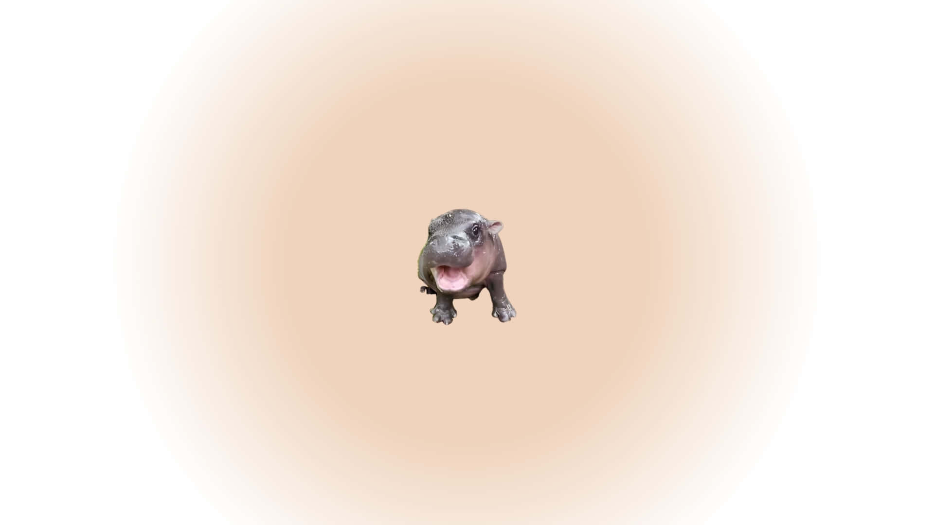 Moo Deng, baby hippopotamus, peach gradient background, Full HD Desktop Wallpaper