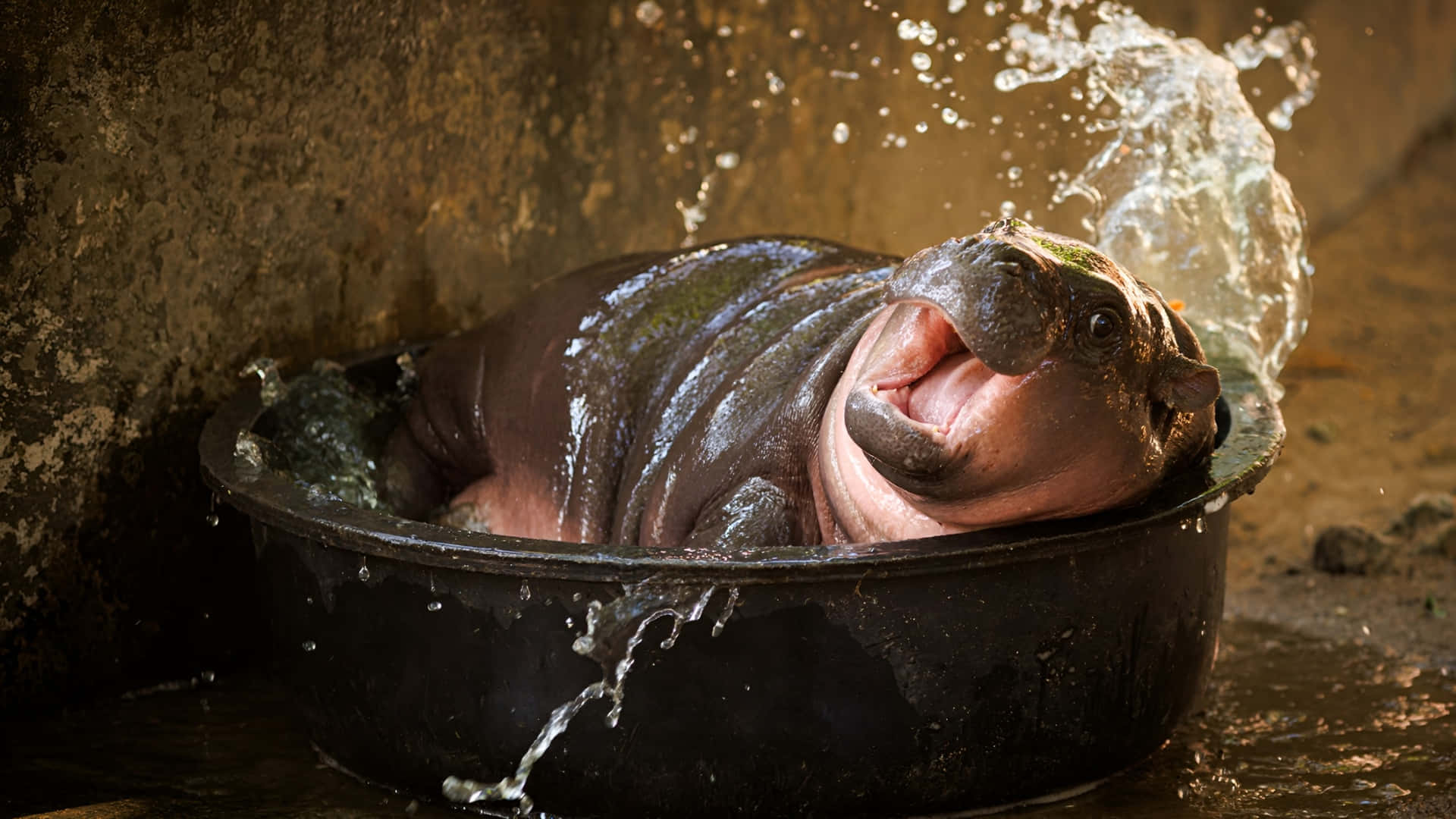 Moo Deng, hippopotamus, black tub, Full HD Desktop Wallpaper