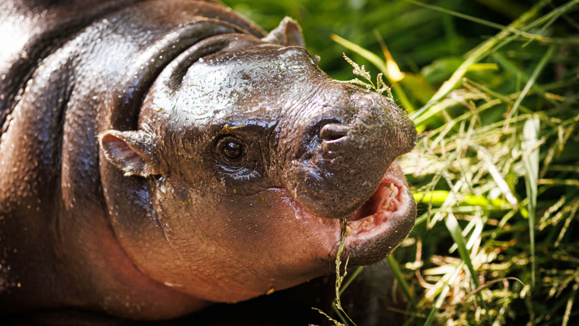 Moo Deng, baby hippo, wet hippopotamus, Full HD Desktop Wallpaper