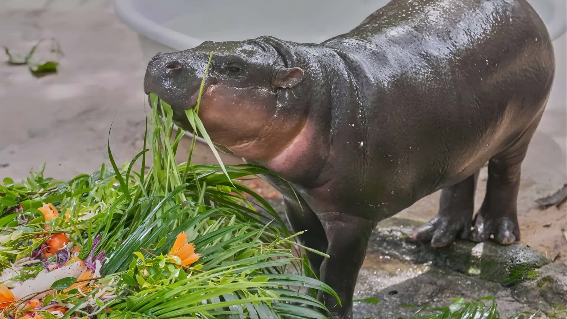 Moo Deng, hippopotamus, muddy ground, Full HD Desktop Wallpaper