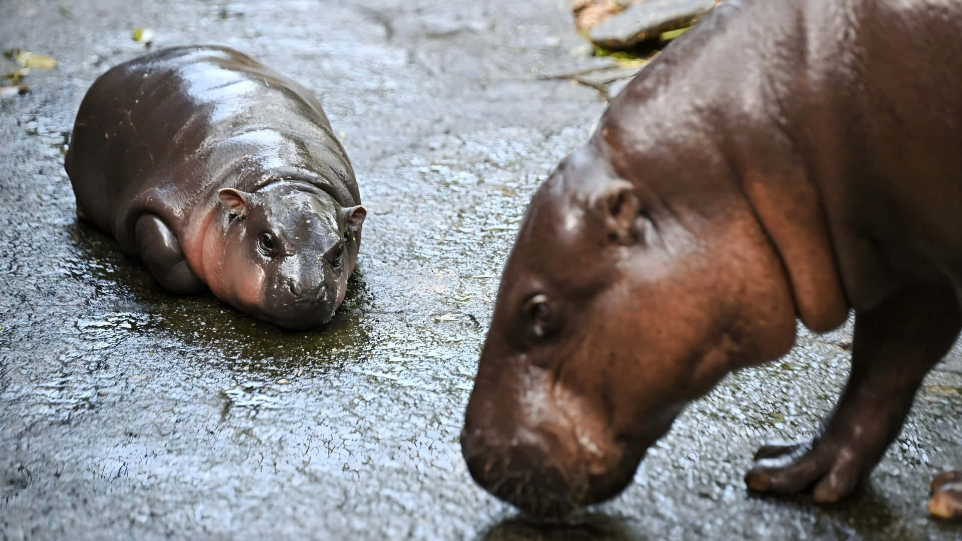 Moo Deng, baby hippo, adult hippopotamus, Full HD Desktop Wallpaper