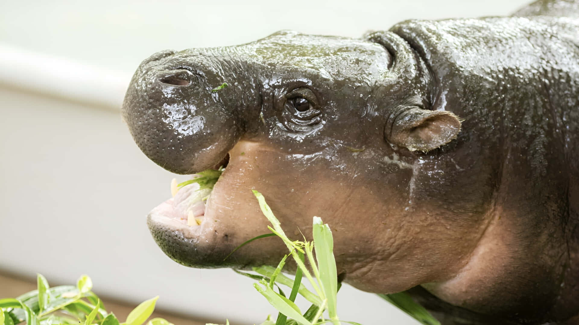 Moo Deng, hippopotamus, green leaves, Full HD Desktop Wallpaper