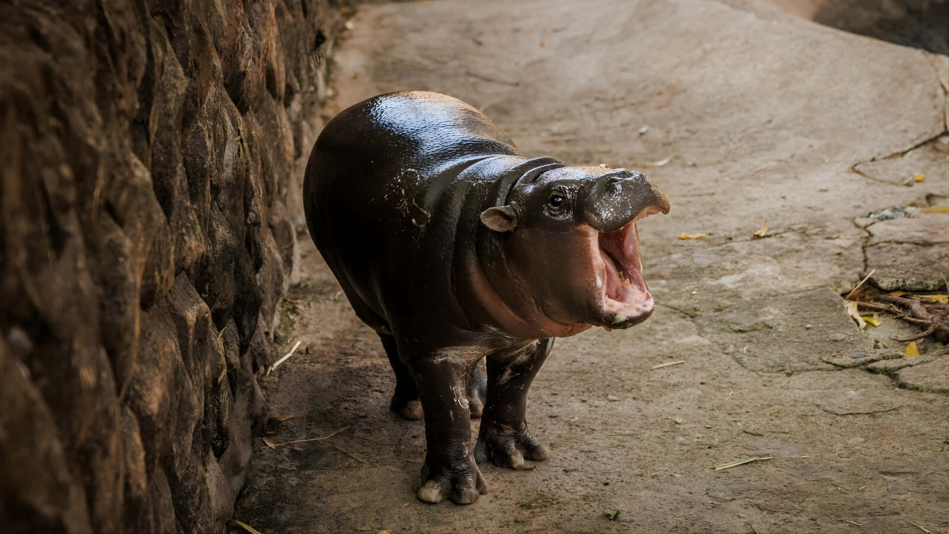 Moo Deng, baby hippo, stone path, Full HD Desktop Wallpaper
