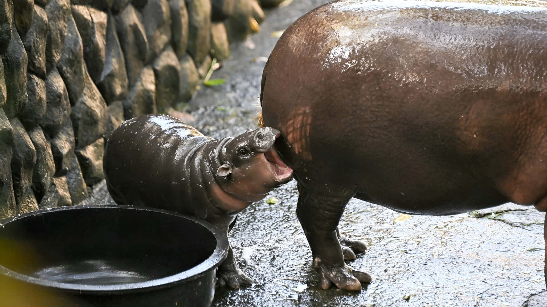 Moo Deng, hippo calf, mother, Full HD Desktop Wallpaper