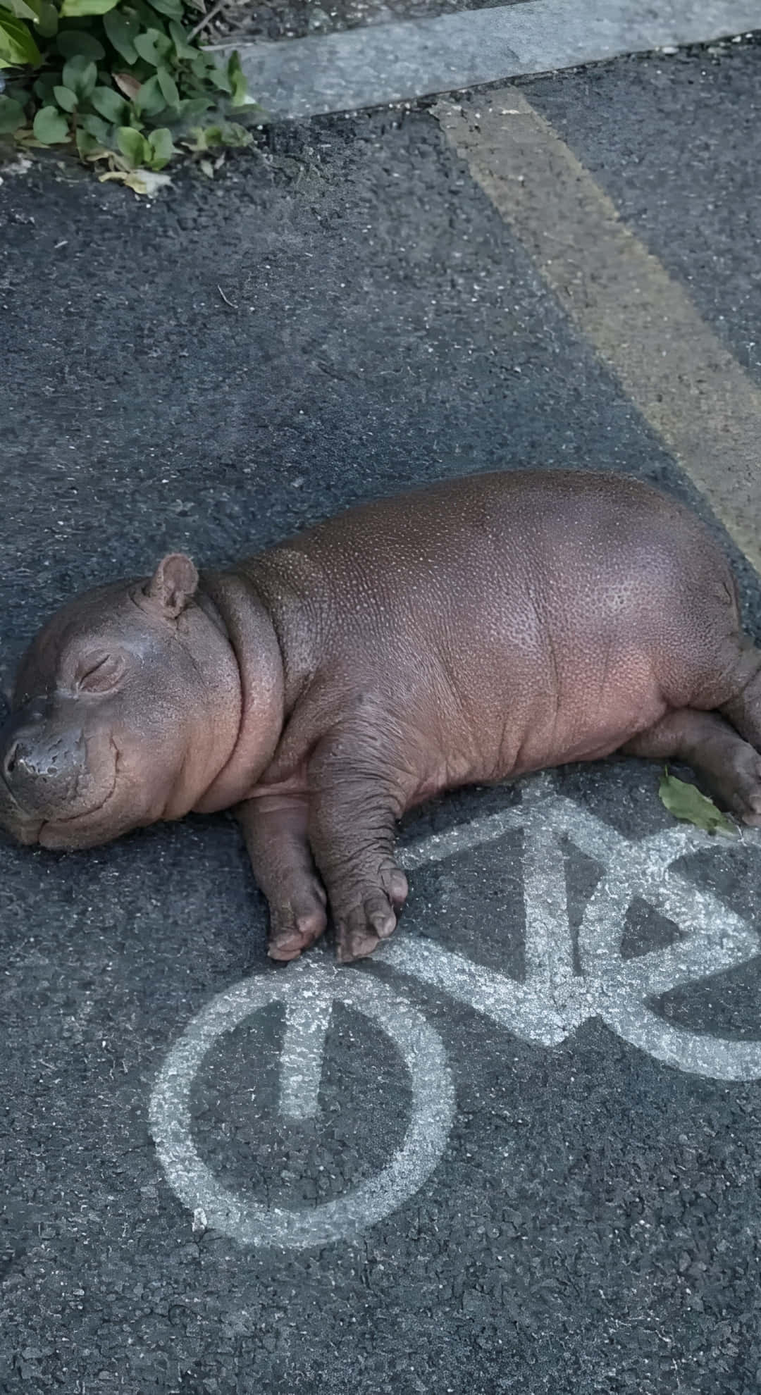 Moo Deng, baby hippopotamus, paved path, Full HD Phone Wallpaper