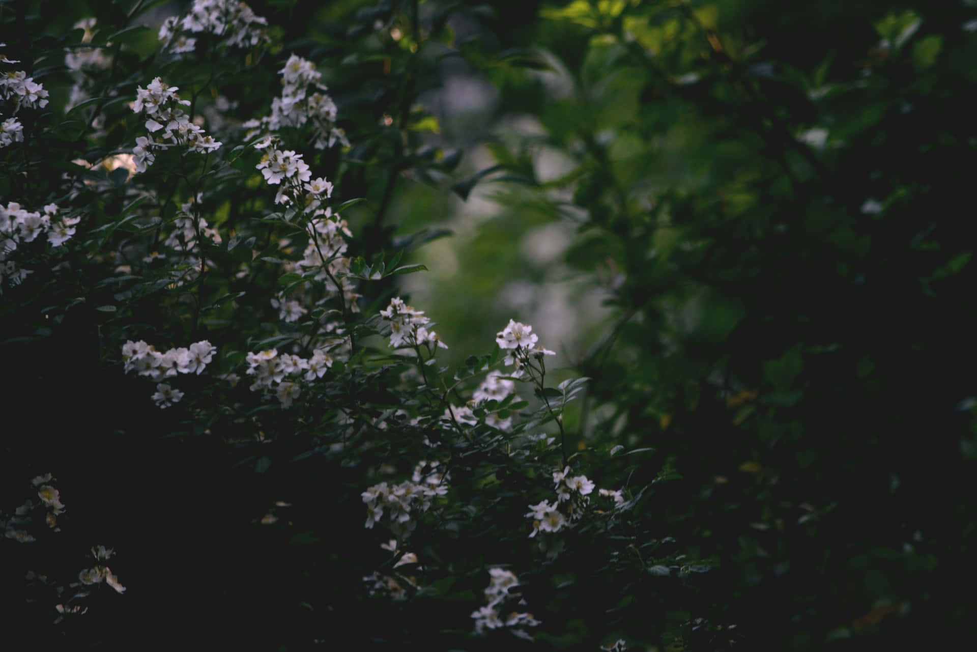 Moody Floral, white flowers, deep green foliage, Full HD Desktop Wallpaper