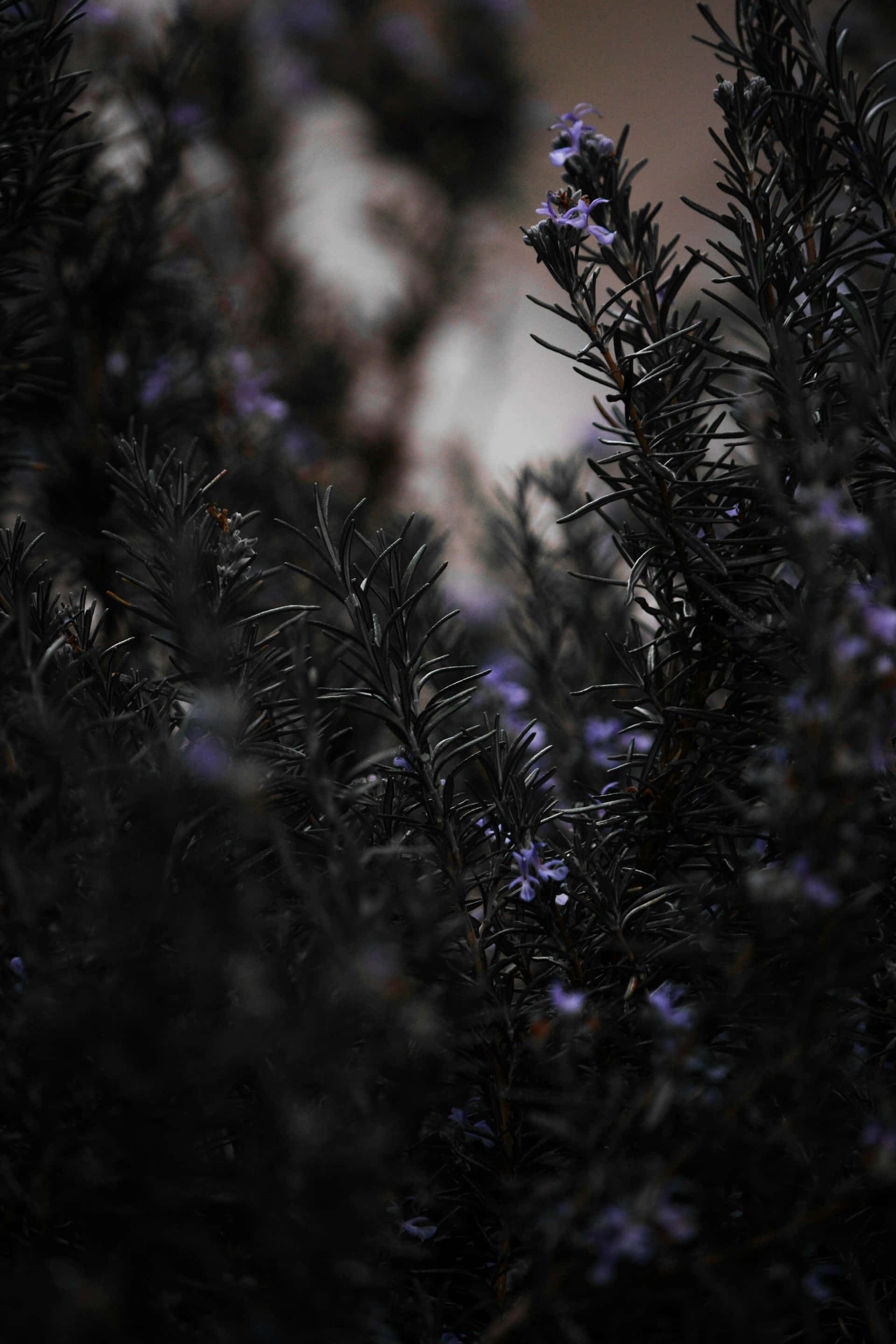 Moody Floral, rosemary bushes, tiny purple flowers, 2K Phone Wallpaper