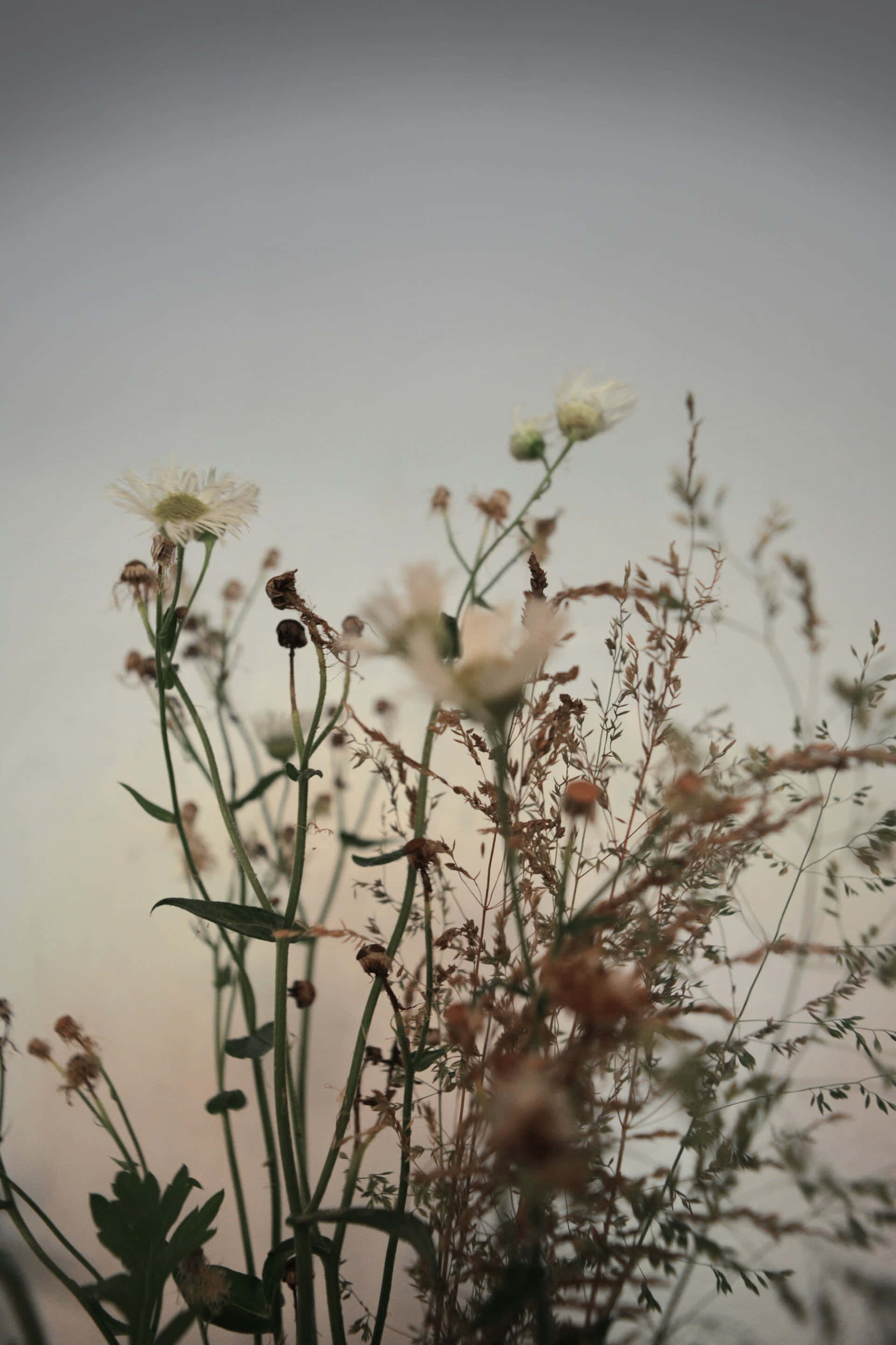 Moody Floral, Sunset, serenity, 2K Phone Wallpaper
